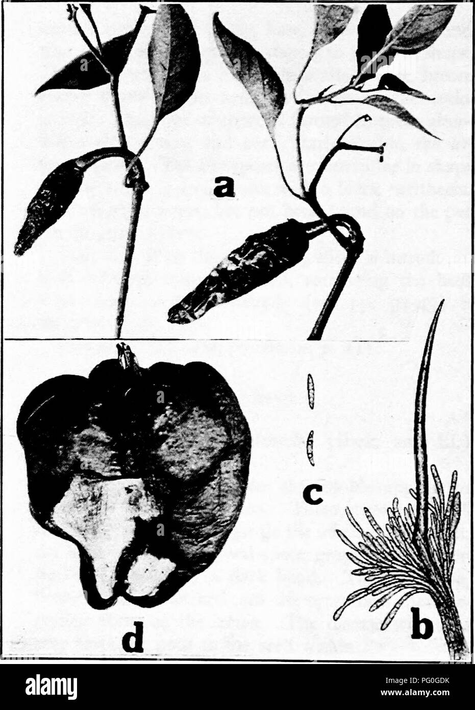 . Diseases of greenhouse crops and their control . Vegetables; Plant diseases; Plant diseases. Fig. 34. Pepper Diseases. 0. Antbracnose, b. ^art of ascervtilis, showing seteae. c. anthracnose spores of Colletotrichum nigrum ib-c after Schwarze), d. sunburn.. Please note that these images are extracted from scanned page images that may have been digitally enhanced for readability - coloration and appearance of these illustrations may not perfectly resemble the original work.. Taubenhaus, Jacob Joseph, 1884-1937. New York : E. P. Dutton Stock Photo