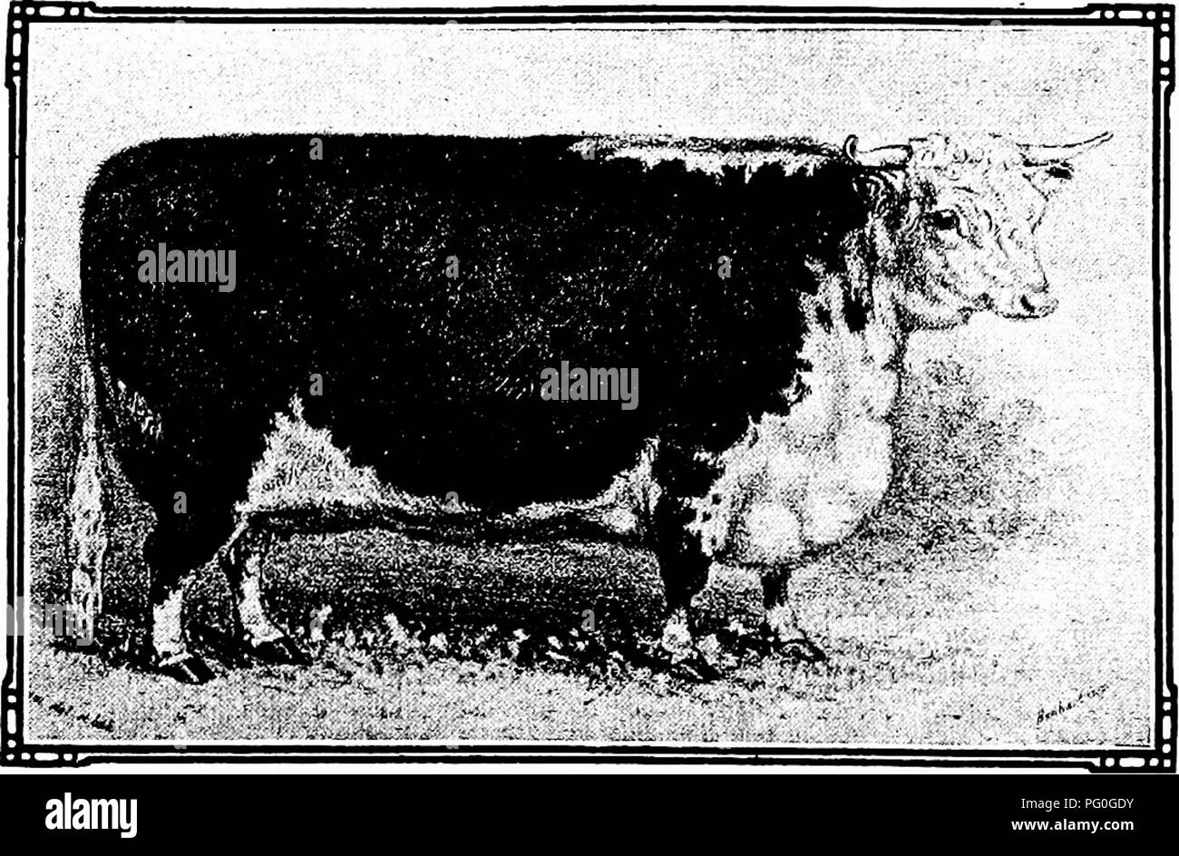 . The story of the Herefords : an account of the origin and development of the breed in Herefordshire, a sketch of its early introduction into the United States and Canada, and subsequent rise to popularity in the western cattle trade, with sundry notes on the management of breeding herds . Hereford cattle. WASHINGTON (8152) AT TWO TEAKS—BEBD BY A. B. HDGHES.. BBATBICB AT TWO YBAES ELBYBN MONTHS—BSKD BY UBS. SDWAED8.. Please note that these images are extracted from scanned page images that may have been digitally enhanced for readability - coloration and appearance of these illustrations may  Stock Photo