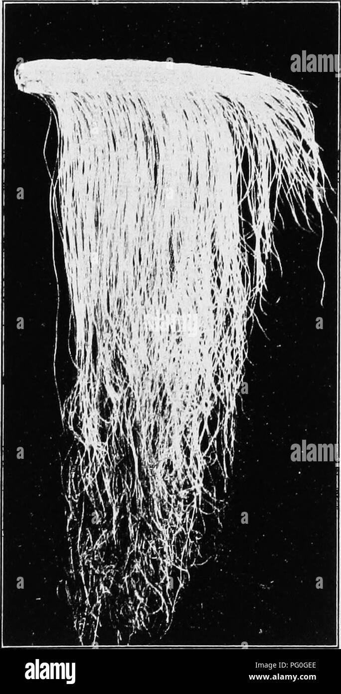 . The botany of crop plants : a text and reference book. Botany, Economic. ZEA 165 (a) Pedicellate spikelet shortens and becomes sessile; the difference between the two flowers of this becomes greater. (b) The lower glume shortens and thickens.. Fig. 61.—Corn (Zeamays). Young pistillate inflorescence (&quot;ear&quot;), showing the long styles (&quot;silks&quot;). (c) Lemma and palet of upper flower become reduced while the lower flower becomes abortive. (d) Sessile flower becomes pistillate. (e) Both flowers become pistillate.. Please note that these images are extracted from scanned page imag Stock Photo