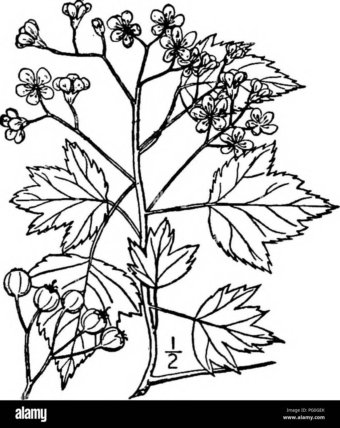 . North American trees : being descriptions and illustrations of the trees growing independently of cultivation in North America, north of Mexico and the West Indies . Trees. Fig. 426. — Woolly Thorn. 37. WASHINGTON THORN — Cratagus Phanopyrum (Linnaeus fils) Medicus Cratcegus cordata Aiton, not Mespilus cordata Miller. Mespilus Phcenopyrum Linnaeus fils This species grows in moist, rich soil along streams, from Virginia, south along the foothills of the Appalachian Mountains to northern Georgia and Alabama, and from the lower Wabash valley in Illinois to south- em Missouri and northwestern Ar Stock Photo