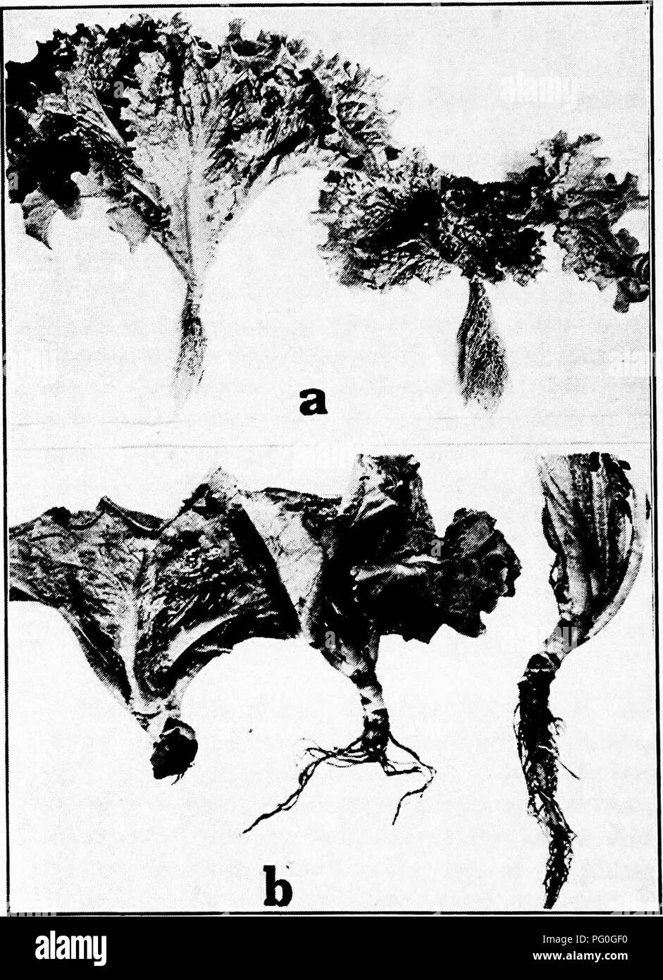. Diseases of greenhouse crops and their control . Vegetables; Plant diseases; Plant diseases. Fig. 28. Lettuce Diseases. a. Lettuce rosette (to right diseased, and to the left healthy plant), b. Rhizoctonia eSEect on roots; to right healthy roots, to left two diseased ones.. Please note that these images are extracted from scanned page images that may have been digitally enhanced for readability - coloration and appearance of these illustrations may not perfectly resemble the original work.. Taubenhaus, Jacob Joseph, 1884-1937. New York : E. P. Dutton Stock Photo