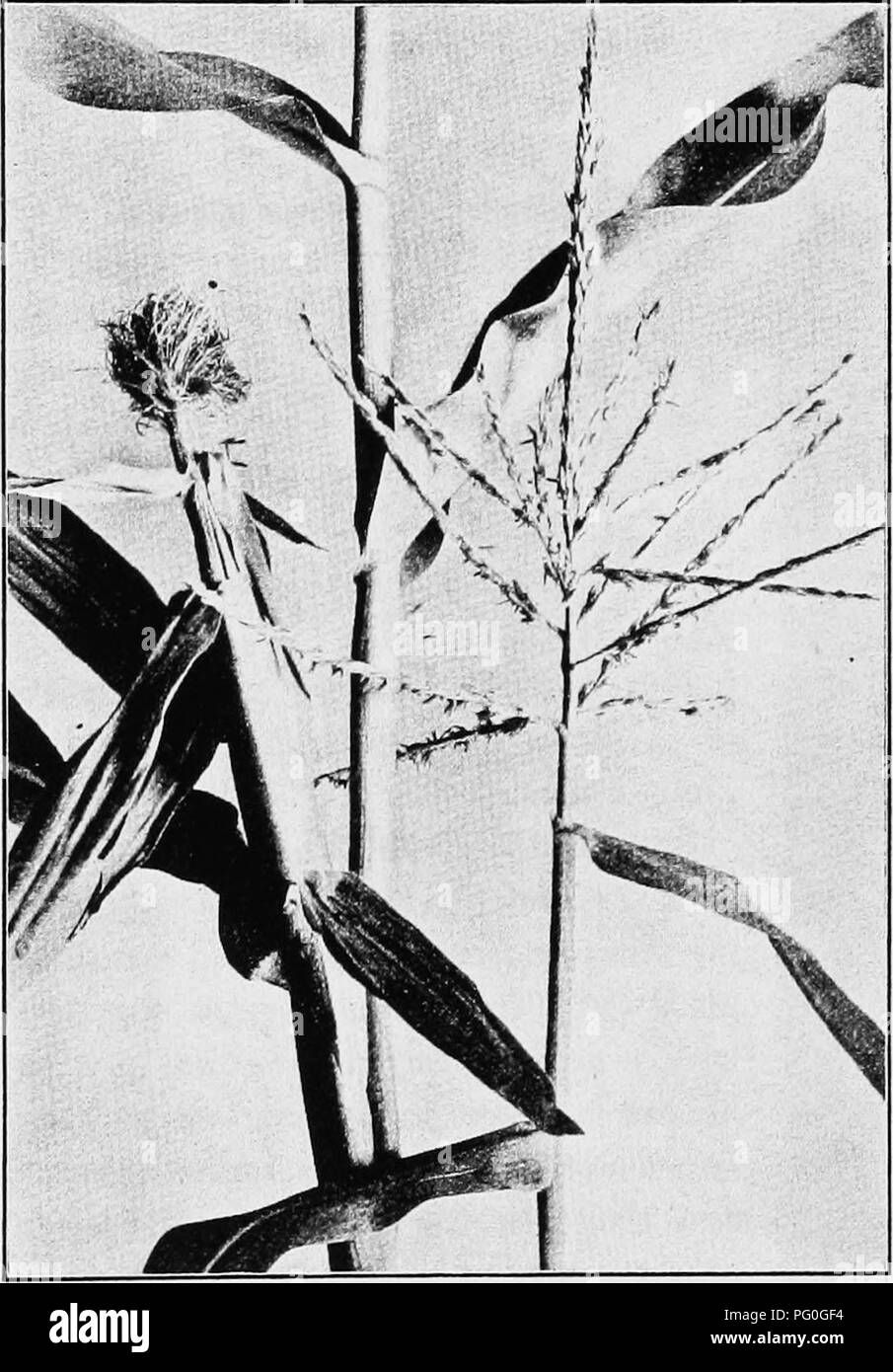 Inflorescences zea mays Black and White Stock Photos & Images - Alamy