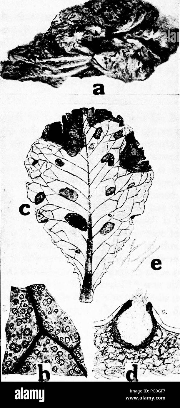 . Diseases of greenhouse crops and their control . Vegetables; Plant diseases; Plant diseases. Fig. 27. Lettuce Diseases. o. Drop (after Humphrey), b. Septoria leaf spot, c, same as &amp;. but older spots, d. pycnida, e. pycniospores (af- ter Selby).. Please note that these images are extracted from scanned page images that may have been digitally enhanced for readability - coloration and appearance of these illustrations may not perfectly resemble the original work.. Taubenhaus, Jacob Joseph, 1884-1937. New York : E. P. Dutton Stock Photo