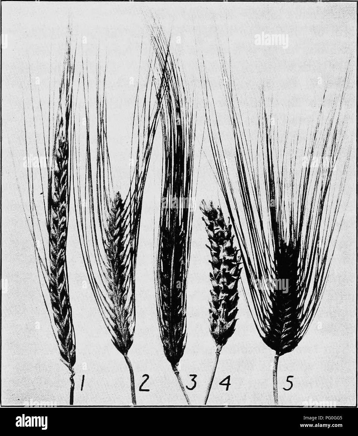 . The botany of crop plants : a text and reference book. Botany, Economic. 146 BOTANY OF CROP PLANTS I. Ilordeum dislichon zeocrilon (peacock or fan barley) (Fig. 53).—The spikes are very dense and short, about 6. Pig. 53.—Spikes of barleys, i, two-rowed nodding barley (Hordeum dis- tichon nutans); .i, medium barley (H. vulgare intermedium); 3, four-rowed barley (H. vulgare pallidum); 4, hooded barley (H. vulgare trifurcatum); 5, six-rowed barley (H. vulgare hexastichon). centimeters long, broad at the base and narrow at the tip, and with widely spreading beards. 2. Hordeum distichon nudum (tw Stock Photo