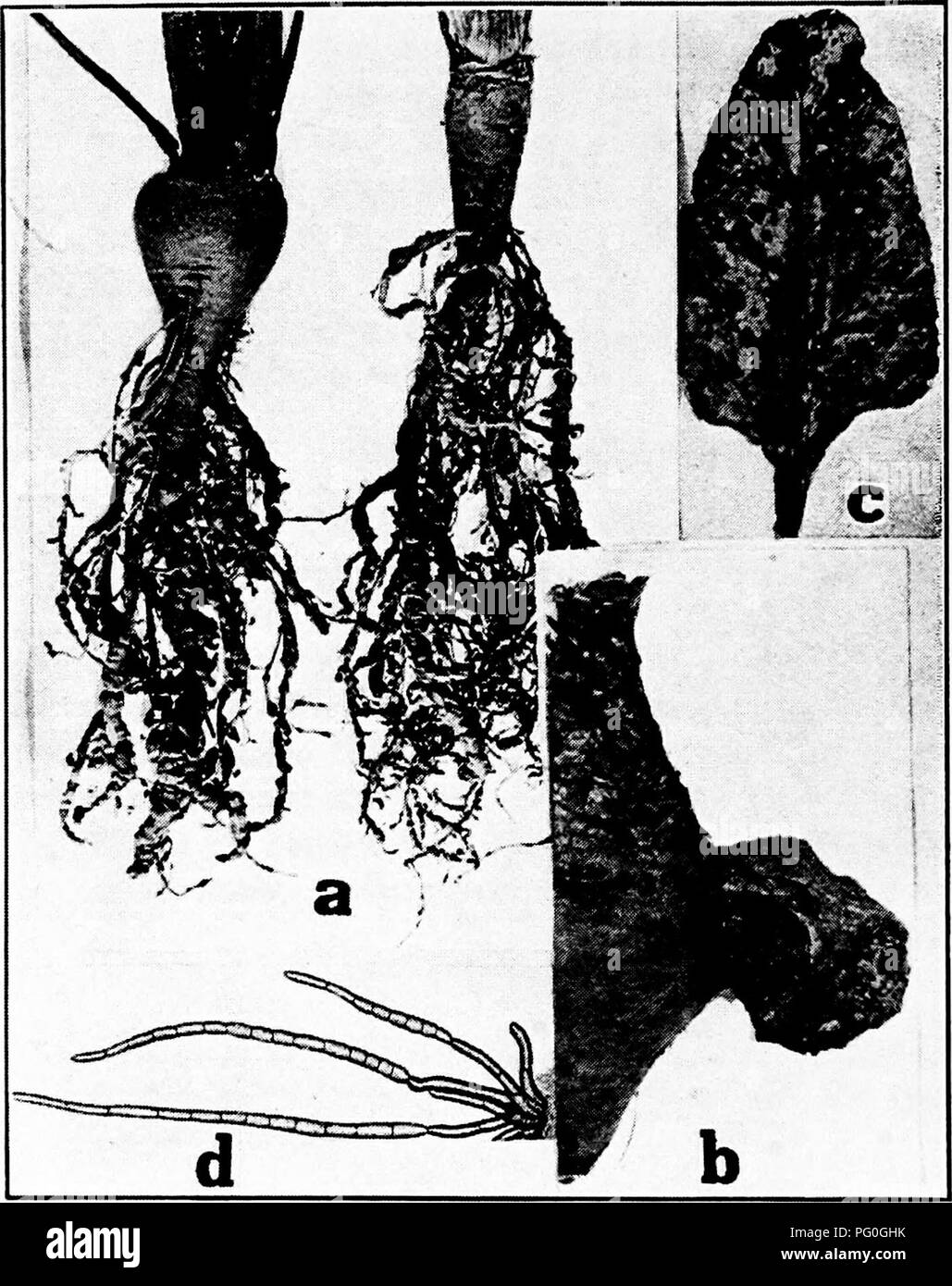 . Diseases of greenhouse crops and their control . Vegetables; Plant diseases; Plant diseases. Fig. i6. Beet Diseases. a. Nematode or root knot, b. Crown gall, t. Cercospora leaf spot (after Halsted), d. spores of Cercospora beticola (after Scbwarze).. Please note that these images are extracted from scanned page images that may have been digitally enhanced for readability - coloration and appearance of these illustrations may not perfectly resemble the original work.. Taubenhaus, Jacob Joseph, 1884-1937. New York : E. P. Dutton Stock Photo