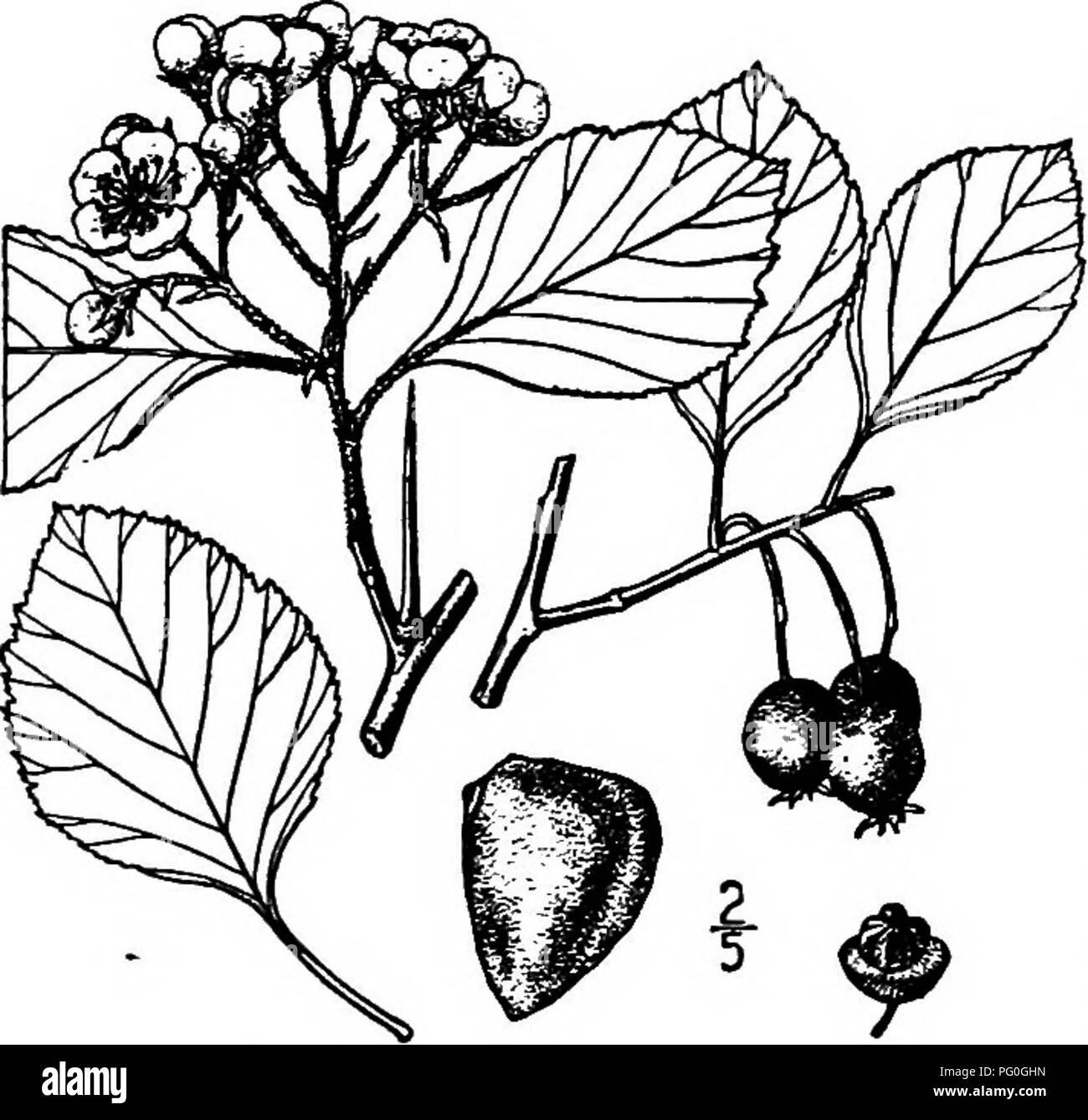 . North American trees : being descriptions and illustrations of the trees growing independently of cultivation in North America, north of Mexico and the West Indies . Trees. 462 The Thorn Trees 21. BUSH'S THORN — Oratsegns pyriformis Britton Bush's thorn occurs in rich bottom lands of southeastern Missouri. It is a tree 8 to 9 meters high, with spreading branches forming a broad crown; the twigs are Hght green and long-hairy when young, becoming gray and smooth, and have an occasional sUm, chestnut-brown spine 2 to 4 cm. long. The leaves are broadly oval or obo- vate-oval, 3 to 7 cm. long, 2  Stock Photo
