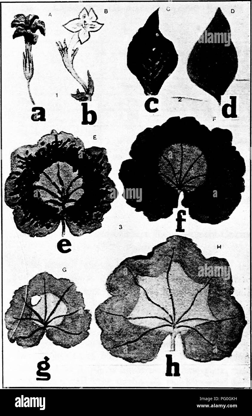. Diseases of greenhouse crops and their control . Vegetables; Plant diseases; Plant diseases. Fig. 10. Action of Different Light Rays ON THE Color of Plants. a. Red flowered Crassula in sunlight, h. same in darkness, c. Alter- nanthera amoena full radiation, d, same under red rays, e. geranium leaves full radiation, f. same under blue rays, g. green rays, h. red rays iorh, after Flammarion).. Please note that these images are extracted from scanned page images that may have been digitally enhanced for readability - coloration and appearance of these illustrations may not perfectly resemble th Stock Photo