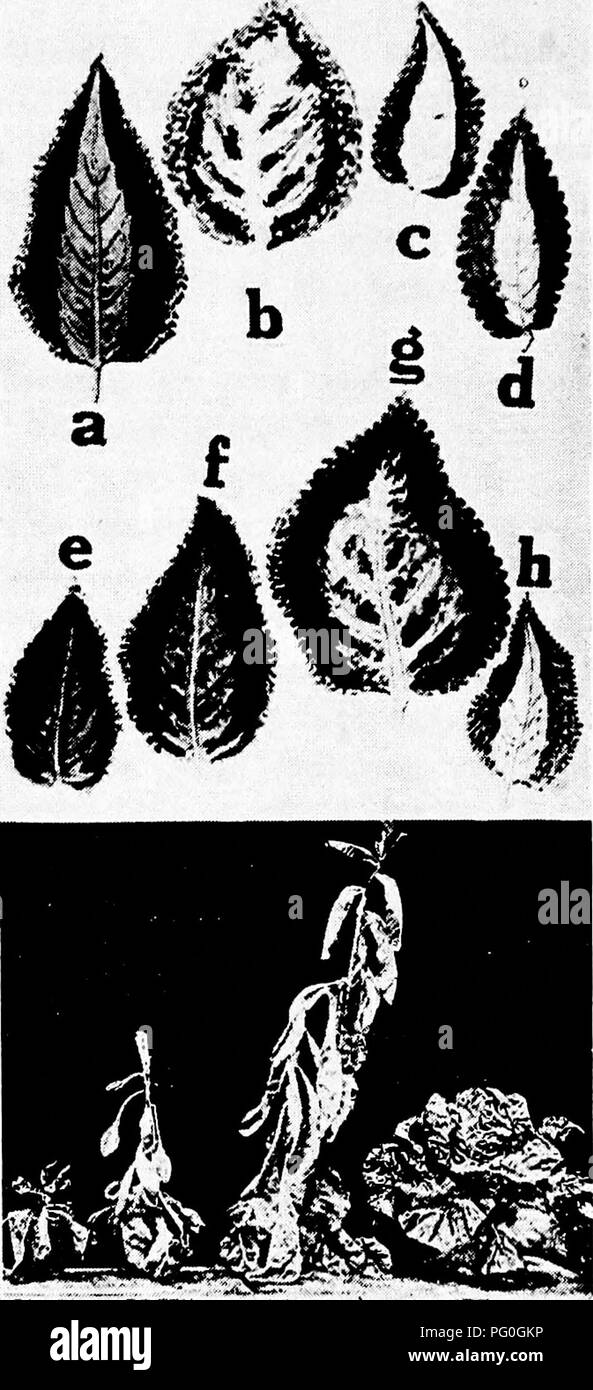 . Diseases of greenhouse crops and their control . Vegetables; Plant diseases; Plant diseases. i k 1 Fig. 9. Action of Different Light Rays ON COLEUS AND ON LeTTUCE. u. Full radiation, h. red rays, c. green rays, d. blue rays, e. open air, f. subdued li^ht, g. diffused light, h. very dim light, i. blue light, /. green li^ht, k. red light, /. white light (0-/ after Flammarion).. Please note that these images are extracted from scanned page images that may have been digitally enhanced for readability - coloration and appearance of these illustrations may not perfectly resemble the original work. Stock Photo