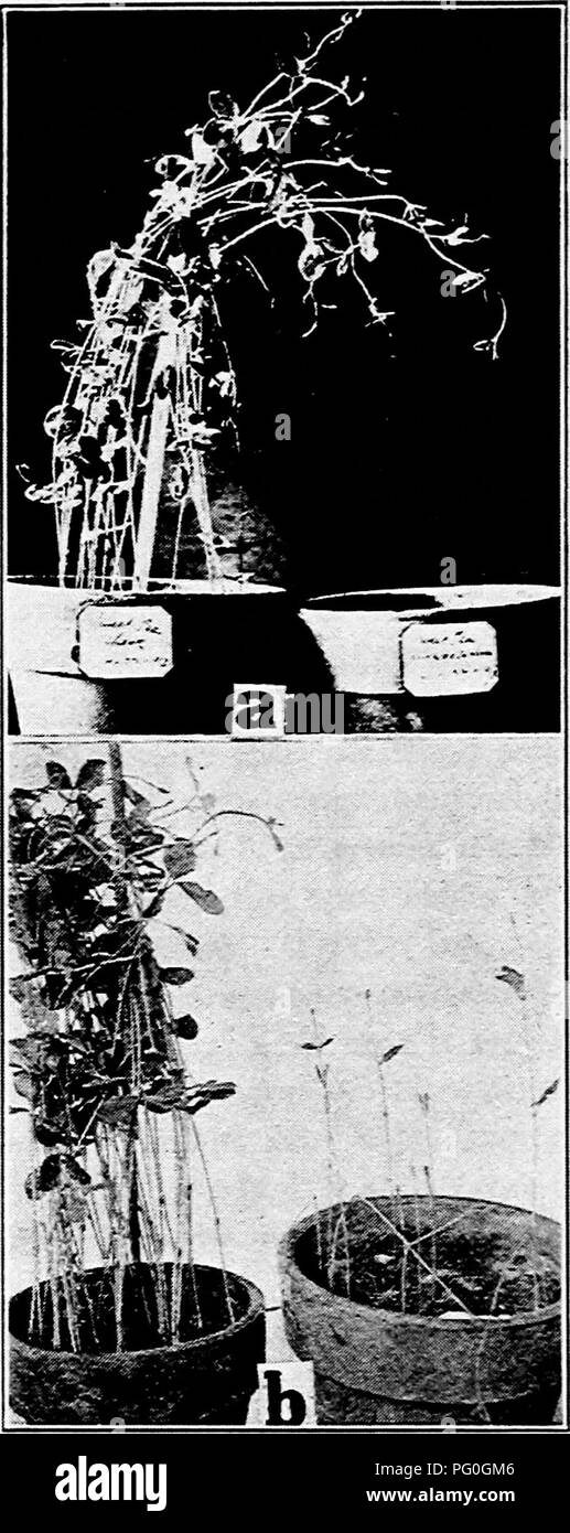 . Diseases of greenhouse crops and their control . Vegetables; Plant diseases; Plant diseases. Fig. 7. Effect of Soil Sterilization. a. To left, sterilized soil planted in sweet peas, to right Rhizoctonia sick soil unstertlized and where seed failed to germinate. b. To left, sterilized soil planted in sweet peas, to right, Fusarium sick soil unsterilized, where seed failed to germinate.. Please note that these images are extracted from scanned page images that may have been digitally enhanced for readability - coloration and appearance of these illustrations may not perfectly resemble the orig Stock Photo