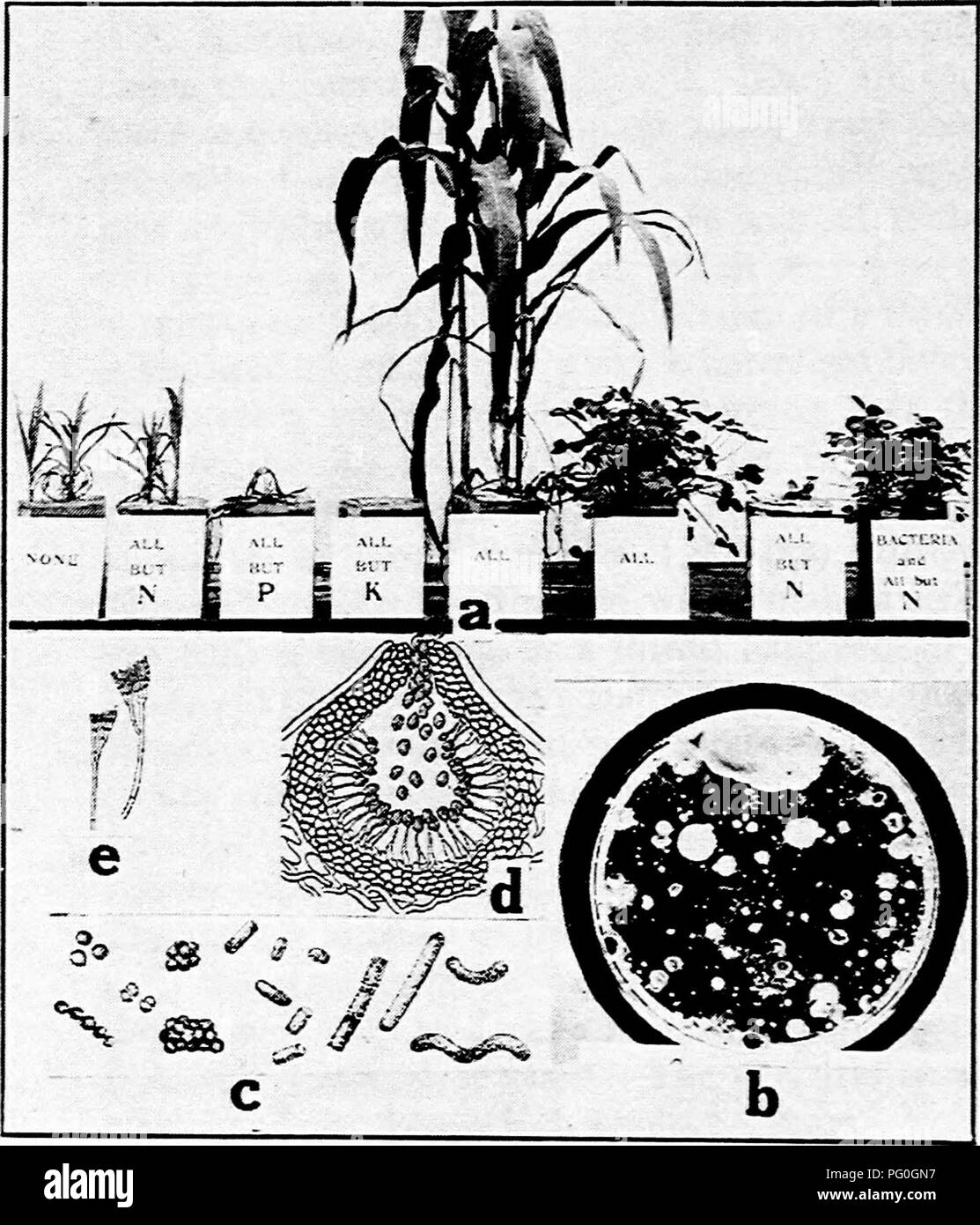 . Diseases of greenhouse crops and their control . Vegetables; Plant diseases; Plant diseases. Fig. 2. â o. Effect of a balanced fertilizer on corn and clover, b. various organisms isolated from a soil particle, c. types of bacteria. Coccus, Bacillus and Spirilla I*&quot;?''.,,?- E. Brown); d. pycnidium (after C. L. Shear), e. conidiophores of Penicillium. &quot;^. Please note that these images are extracted from scanned page images that may have been digitally enhanced for readability - coloration and appearance of these illustrations may not perfectly resemble the original work.. Taubenhaus, Stock Photo