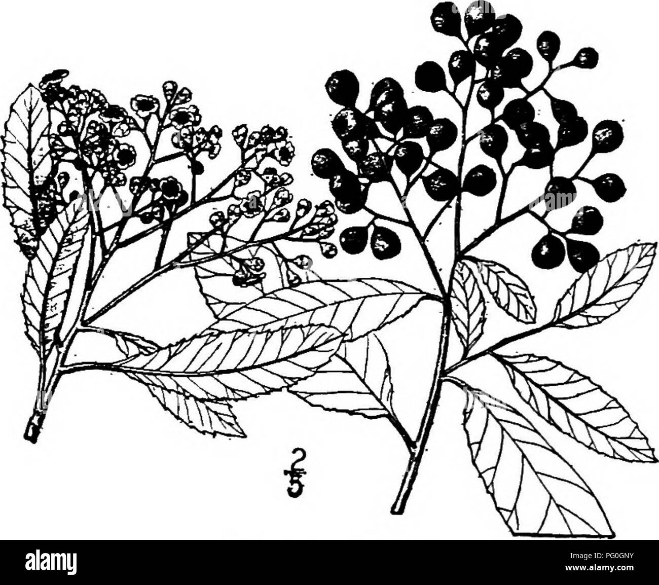 . North American trees : being descriptions and illustrations of the trees growing independently of cultivation in North America, north of Mexico and the West Indies . Trees. 442 ToUon The trunk is straight but short, and divided into numerous branches, the tree being round-topped; the bark is 1.5 to 2 cm. thick, rather smooth, but with a few shallow fissures, light gray and somewhat aromatic; the twigs are roimd, pale- hairy at first, but eventually become smooth and red-brown. The leaves, which remain upon the plant for two or three seasons, are alternate, oblong to oblong- lanceolate, 8 to  Stock Photo