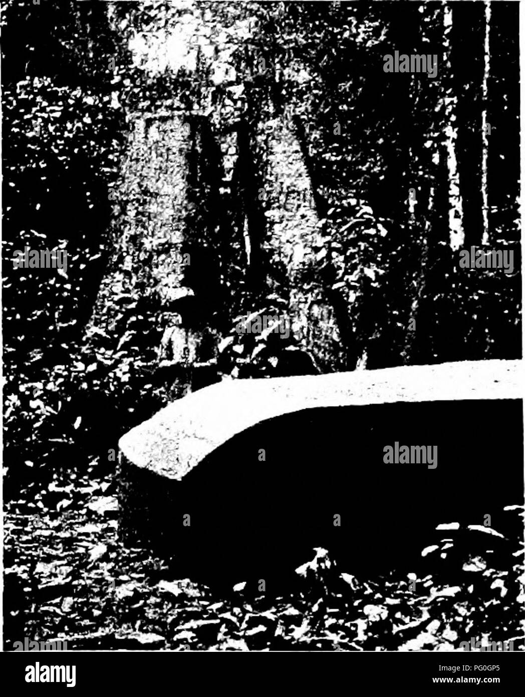 . West African forests and forestry . Forests and forestry. Fig. 91. — Entandrophragma log with three sides already squared and fourth partially cut ready for squaring.. Fig. 92.—Stump of Khaya Punchii with log at base, left in the Benin Forest. To face p. 406.. Please note that these images are extracted from scanned page images that may have been digitally enhanced for readability - coloration and appearance of these illustrations may not perfectly resemble the original work.. Unwin, Arthur Harold. London : T. F. Unwin, ltd. Stock Photo