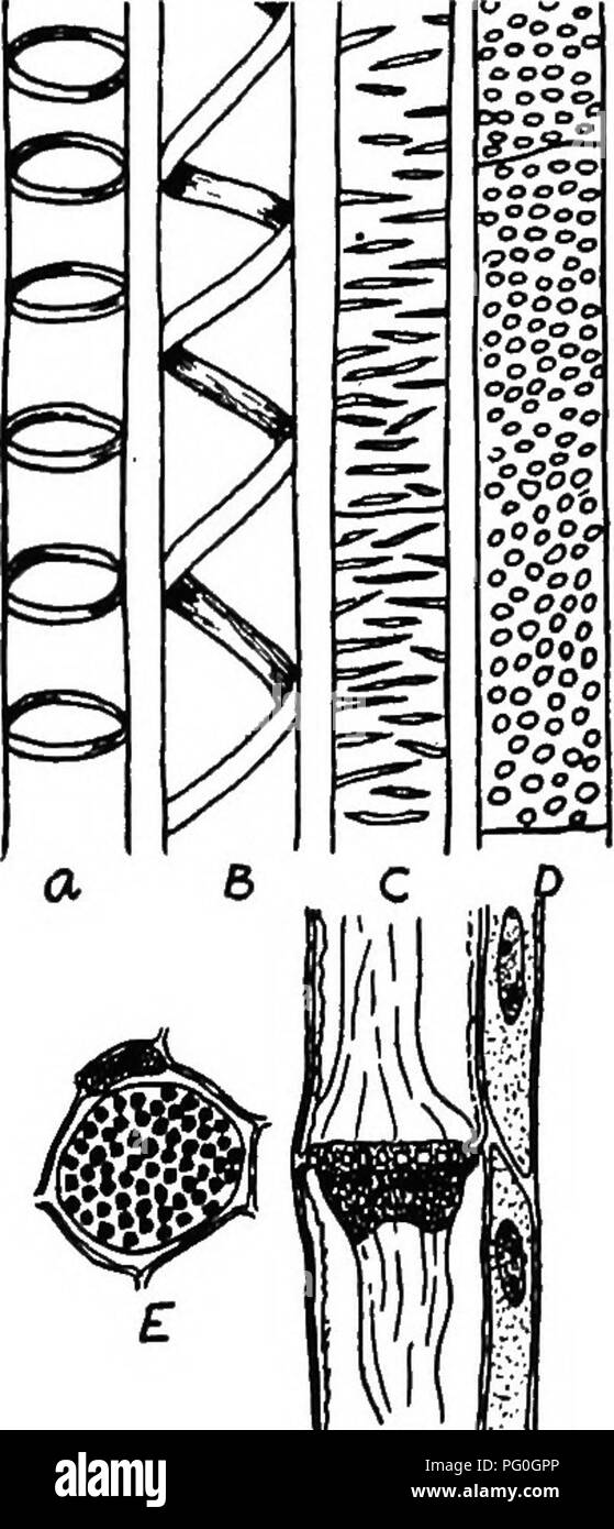 . The botany of crop plants : a text and reference book. Botany, Economic. STEMS 35 procambium strands. These three regions are best shown in a cross-section (Fig. 15). In a little older portion of the stem, such as shown in a section further back (Fig. 15), further differentiation has taken place, which changes involve the ground meristem and the procambium. The vascular bundle is composed of three re- gions: phloem, cambium and xylem. The center of the stem is made up of large, loosely fitting cells which constitute the pith or medulla. Radiating from the medulla out between the vascular bun Stock Photo
