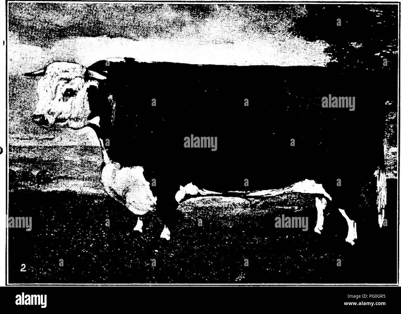 English cattle breed Black and White Stock Photos Images Alamy