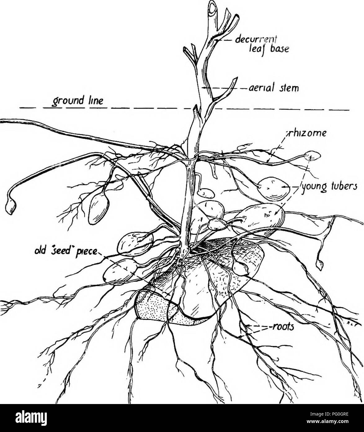 . The botany of crop plants : a text and reference book. Botany, Economic. 3° BOTANY OF CROP PLANTS stocks are broken into a number of separate pieces by cultivating implements, each piece may develop adven- titious roots, establish itself, and send up leafy shoots. Fre- quent cultivation that has as its aim the destruction of new. Fig. 12.—Portion of a sprouting potato tuber. shoots as soon as they appear, may succeed in starving out the rootstock after a time. The period of time depends upon the amount of stored food material in the structure. This method of eradication is based upon the kno Stock Photo