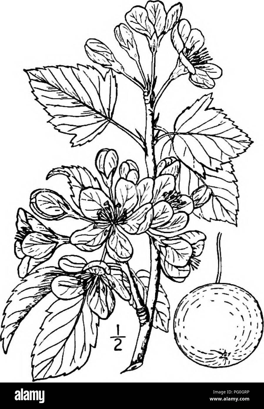 . North American trees : being descriptions and illustrations of the trees growing independently of cultivation in North America, north of Mexico and the West Indies . Trees. Fig. 377. — Narrow-leaved Crab Apple. The wood is hard, close-grained, hght red- dish brown; its speciiic gravity about 0.68. It is sometimes used in the manufacture of tools, handles, and portions of machinery. The tree is also called Southern crab apple. The fruit is used for jellies and cider. This is one of the most charming of North American trees on account of its abimdance of showy, fragrant flowers. 2. AMERICAN CR Stock Photo