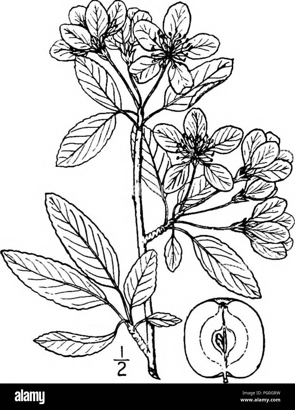 . North American trees : being descriptions and illustrations of the trees growing independently of cultivation in North America, north of Mexico and the West Indies . Trees. 432 The Apples. Fig. 377. — Narrow-leaved Crab Apple. The wood is hard, close-grained, hght red- dish brown; its speciiic gravity about 0.68. It is sometimes used in the manufacture of tools, handles, and portions of machinery. The tree is also called Southern crab apple. The fruit is used for jellies and cider. This is one of the most charming of North American trees on account of its abimdance of showy, fragrant flowers Stock Photo