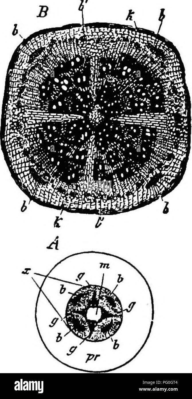 . The botany of crop plants : a text and reference book. Botany, Economic. ROOTS 17 tip. This protective structure is called the root cap. Just back of the root cap is the region of greatest cell multiplica- tion (Fig. 5), composed of cells that are actively growing. The very tip of the cap is continually sloughing off, while new cells are being added to it just in front of the growing point. In addition to the root cap we note that there are three distinct parts to the root, namely, (i) dermatogen, an outer layer or layers; (2) plerome (axis); and (3) periblem, between the dermatogen and pler Stock Photo