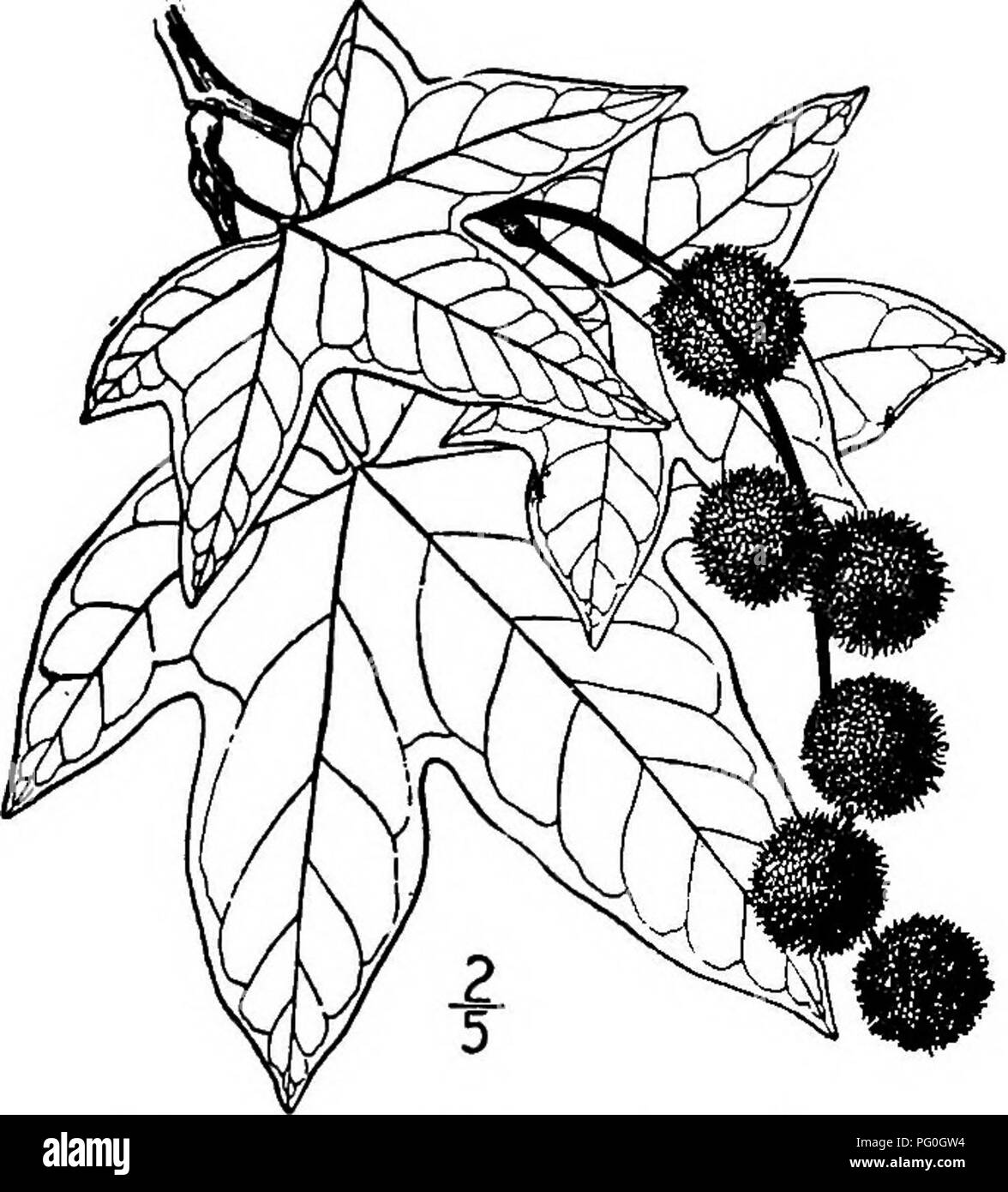 Sycamore shaped leaves Cut Out Stock Images & Pictures Alamy