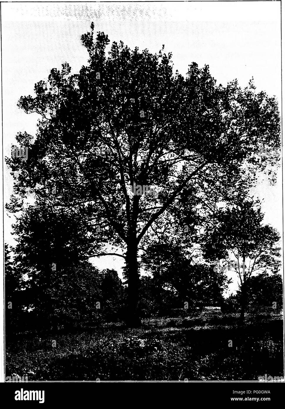. North American trees : being descriptions and illustrations of the trees growing independently of cultivation in North America, north of Mexico and the West Indies . Trees. Sycamore 417. Fig. 365. — Sycamore, New York Botanical Garden.. Please note that these images are extracted from scanned page images that may have been digitally enhanced for readability - coloration and appearance of these illustrations may not perfectly resemble the original work.. Britton, Nathaniel Lord, 1859-1934; Shafer, John Adolph. New York : H. Holt and Co. Stock Photo