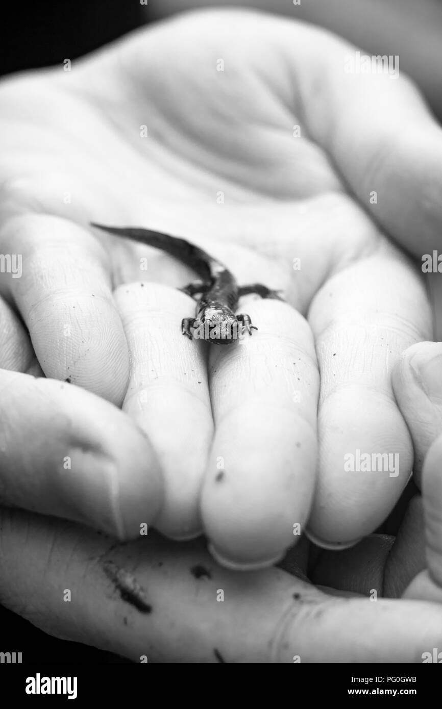 Small Salamander being cradled in someone's hands Stock Photo