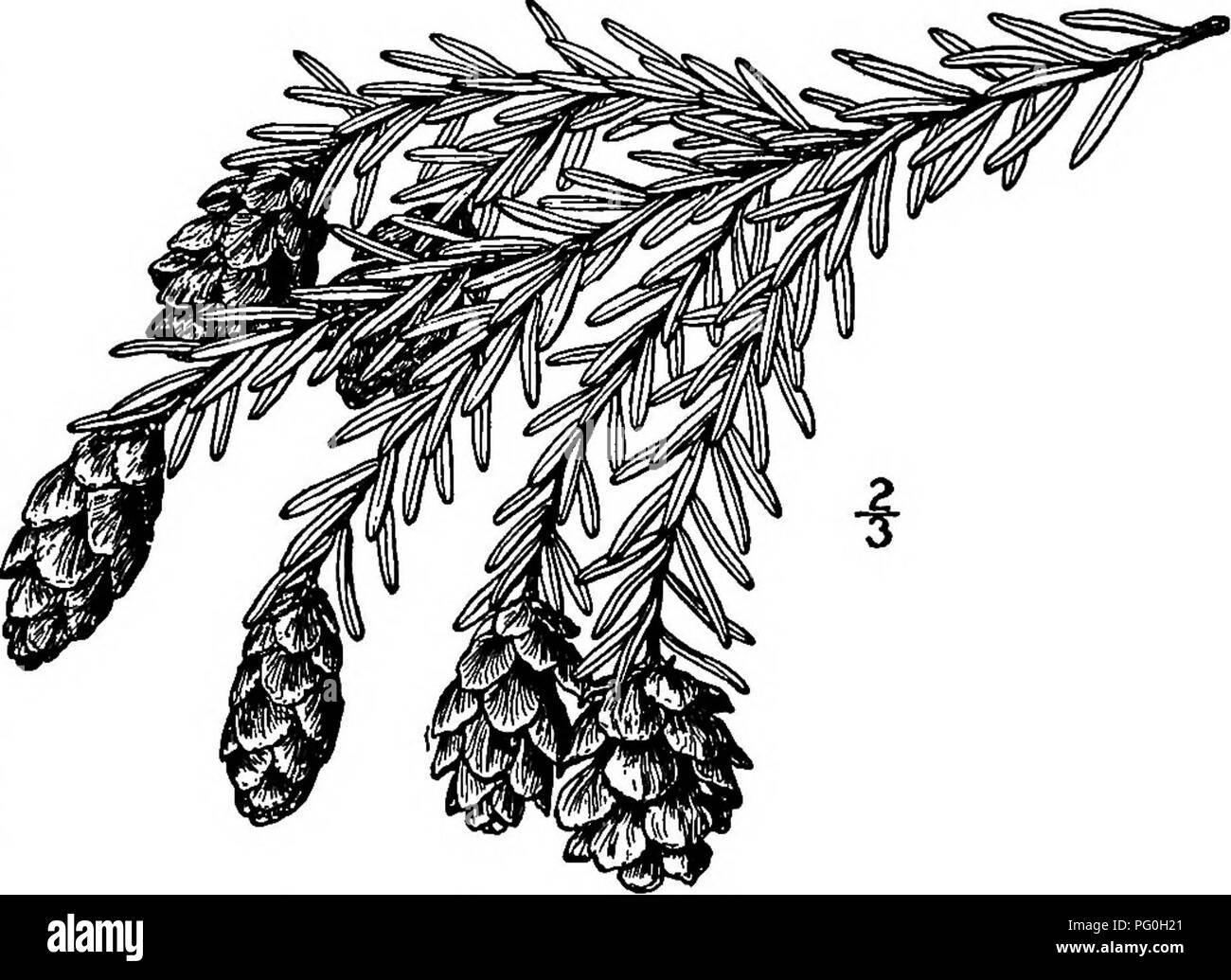 . North American trees : being descriptions and illustrations of the trees growing independently of cultivation in North America, north of Mexico and the West Indies . Trees. Western Hemlock 67 The wood is rather soft, brittle, weak, coarse-grained, and light brown; its specific gravity is about 0.43. It is not an article of commerce. It thrives well in cultivation, and is, perhaps, even more beautiful than our northern Hemlock. 3. WESTERN HEMLOCK —Tsuga heterophyUa(Rafinesque) Sargent Abies heterophylla Rafinesque. Tsuga Mertensiana Engelmann, not Carrifere This, the largest of its genus, is  Stock Photo