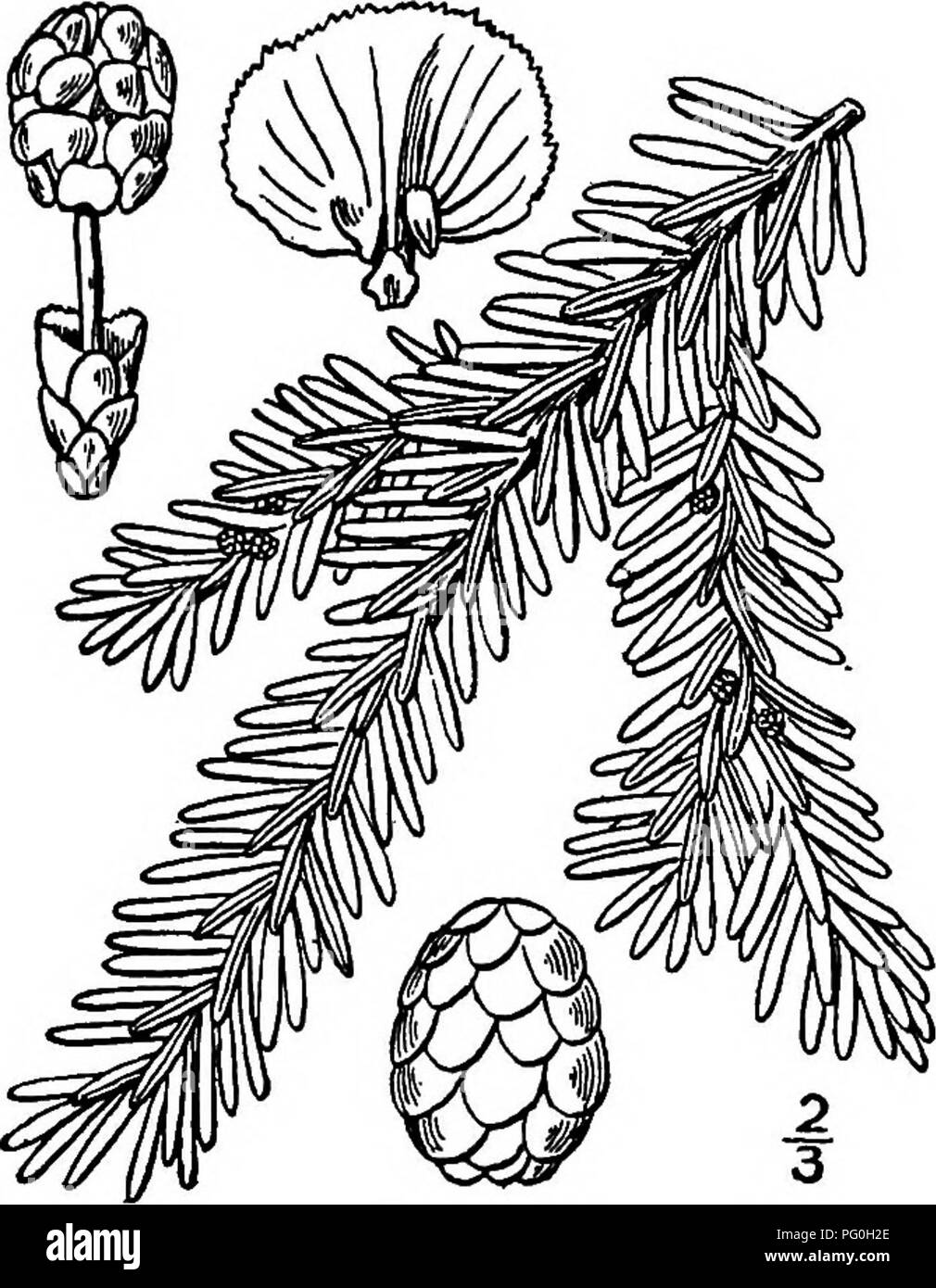 . North American trees : being descriptions and illustrations of the trees growing independently of cultivation in North America, north of Mexico and the West Indies . Trees. Canadian Hemlock 65 The name is Japanese, Tsuga being the name for two of their most impor- tant timber trees. The astringent bark of all the species is extensively used in tanning. Cones ovoid to oval; leaves blunt or notched, flat. Eastern trees; cones stalked. Northern tree; cone-scales nearly round, appressed. i. T. canadensis. Southern tree; cone-scales oblong, longer than wide, spreading. 2. T. caroUniana. Western t Stock Photo