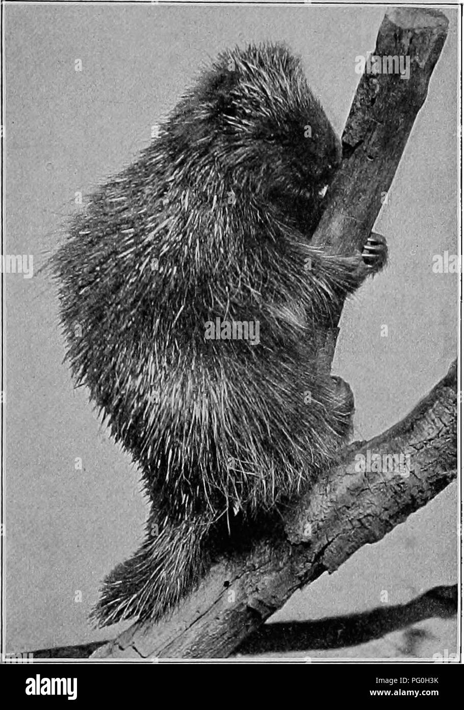 Large porcupine hi-res stock photography and images - Page 6 - Alamy