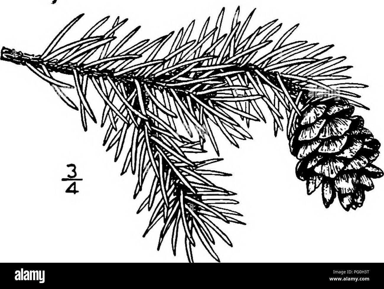 . North American trees : being descriptions and illustrations of the trees growing independently of cultivation in North America, north of Mexico and the West Indies . Trees. 58 The Spruces sharply pointed, about 3 mm. long, their closely fitting light red-brown scales mi- nutely hairy. The 4-sided leaves are from 0.5 to 1.5 cm. long, somewhat nar- rowed toward the blunt tip, slightly incurved, standing outward in all directions from the branches; they are hght bluish or glaucous green, lighter on the upper surface with many stomata, shining beneath. The staminate flowers are oblong or cylindr Stock Photo
