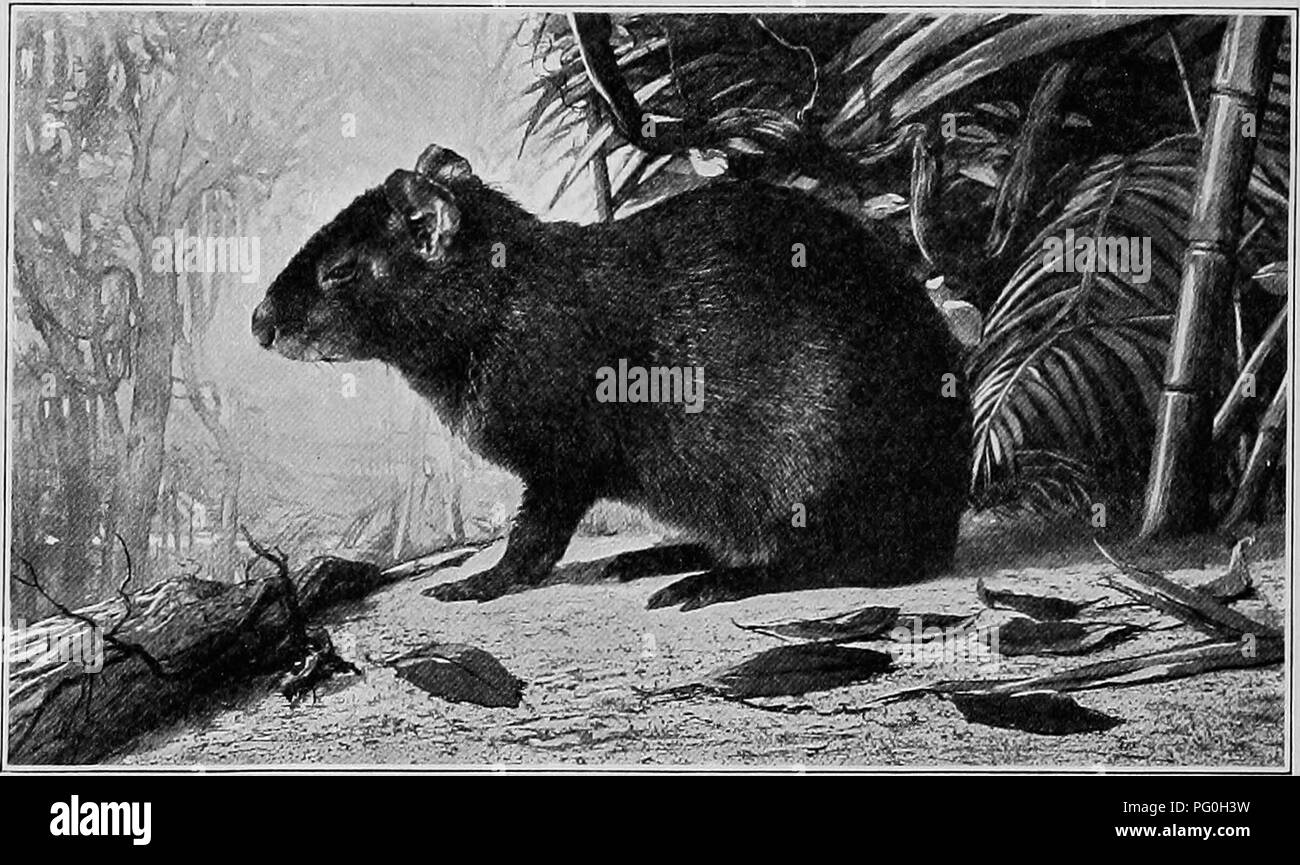 . The American natural history; a foundation of useful knowledge of the higher animals of North America. Natural history. 258 GNAWING ANIMALS The Agouti {Dasyj&gt;rocata agouti) looks like the tiny, hornless deer of the East Indies {Tragulus) that is no larger than a rabbit. It is odd that two genera of mammals should look so much alike and anatomically be so far apart.. Photographed from life in the New York Zoological Park. THE AGOUTI. The Agouti represents a very odd genus. The illustra- tion renders a description of its form unnecessary. In a land reeking with ocelots, pumas, jaguars, and  Stock Photo