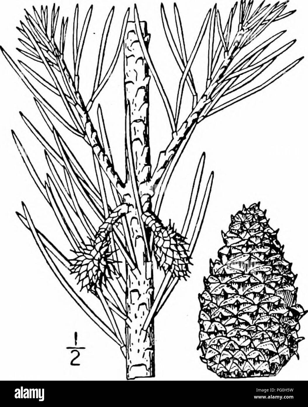 . North American trees : being descriptions and illustrations of the trees growing independently of cultivation in North America, north of Mexico and the West Indies . Trees. 46 The Pines The tree, on account of its rapid growth, is very valuable in regions 6i shifting sand, as a binder of the soil. It is also known as Old field pine, Spruce pine, Scrub pine, and Florida spruce pine. 34. JERSEY PINE — Pinus virginiana Miller Pinus inops Alton This tree grows in poor rocky or sandy soil from southern New York to In- diana, southward to Georgia and Alabama, is very abundant in Maryland and Virgi Stock Photo