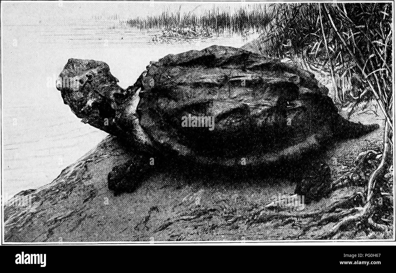 Pond terrapin Black and White Stock Photos & Images - Alamy