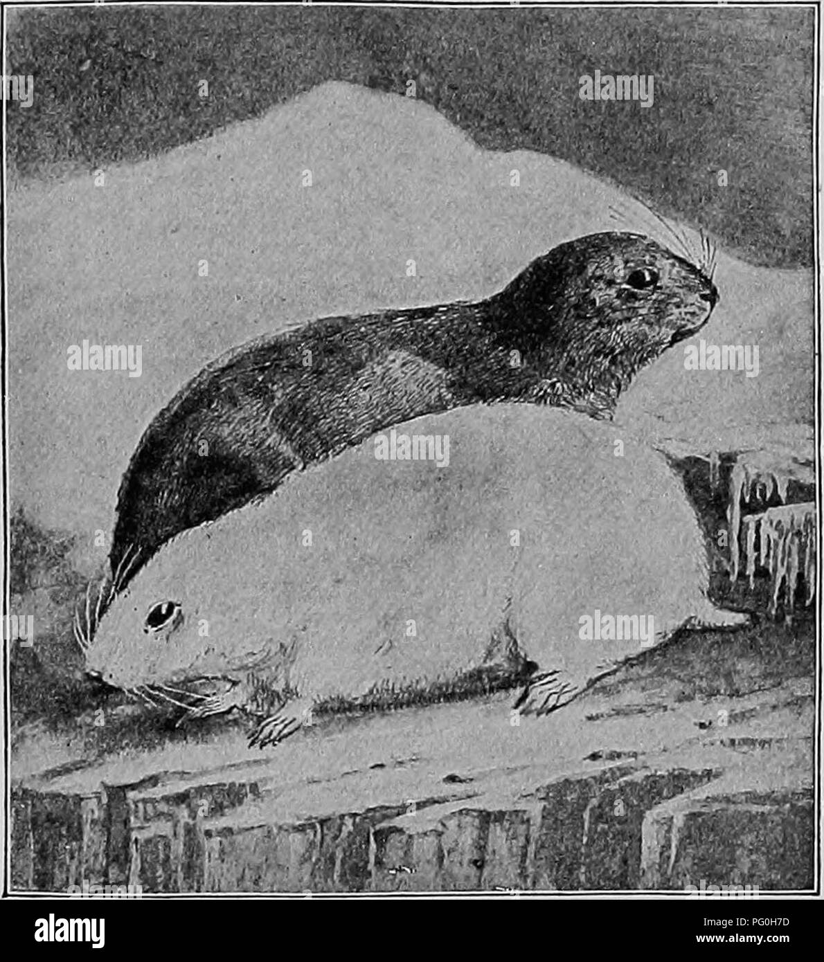 . The American natural history; a foundation of useful knowledge of the higher animals of North America. Natural history. THE HUDSON BAY LEMMING 225 the west Alaskan Eskimo, skins are very common, and the children delight in using them for doll clothes. This animal is about the size of a large mole, thick- bodied, short-legged, and sharp-nosed. The ears are extremely. HUDSON BAY LEMMING. Winter and summer pelage. short, and quite hidden in the fur; the legs are short, the feet rat-like, and the tail is so very short that it also is half hidden by the fur. The fur is long, fluffy, and fine; bro Stock Photo