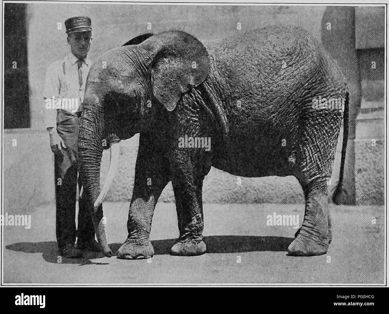 African pygmy elephant hires stock photography and images Alamy