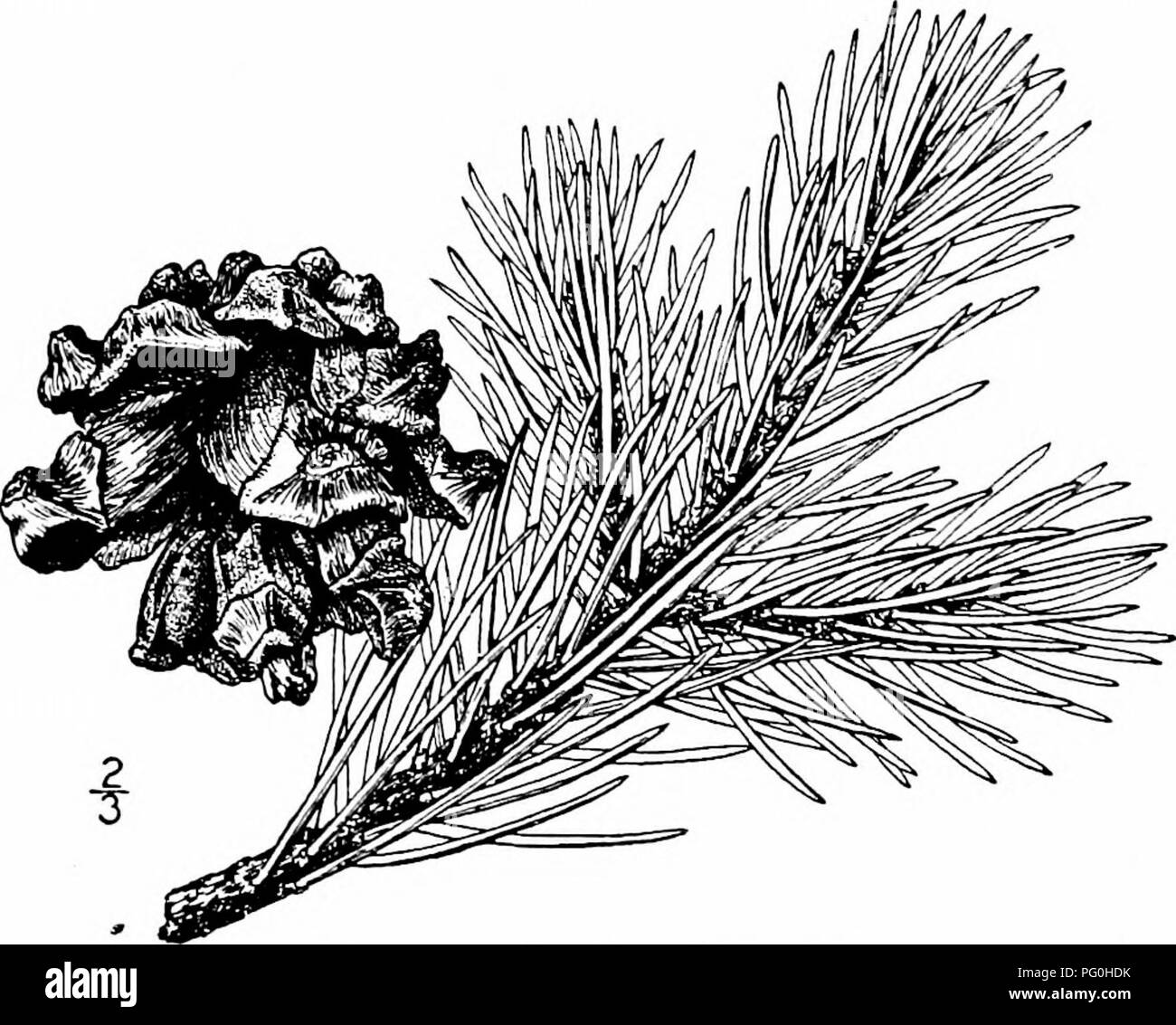 Native Pointing Tree This guide provides descriptions and illustrations of native trees ...