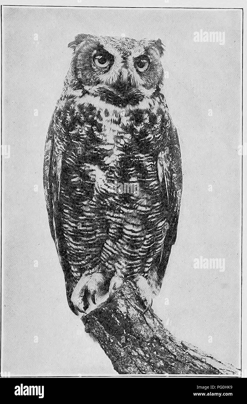 The American Natural History A Foundation Of Useful