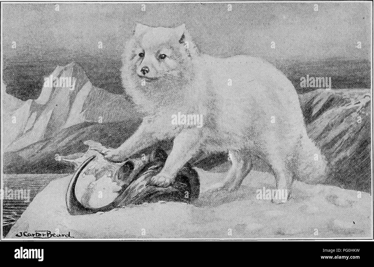 Arctic Fox Black And White Stock Photos Images Alamy