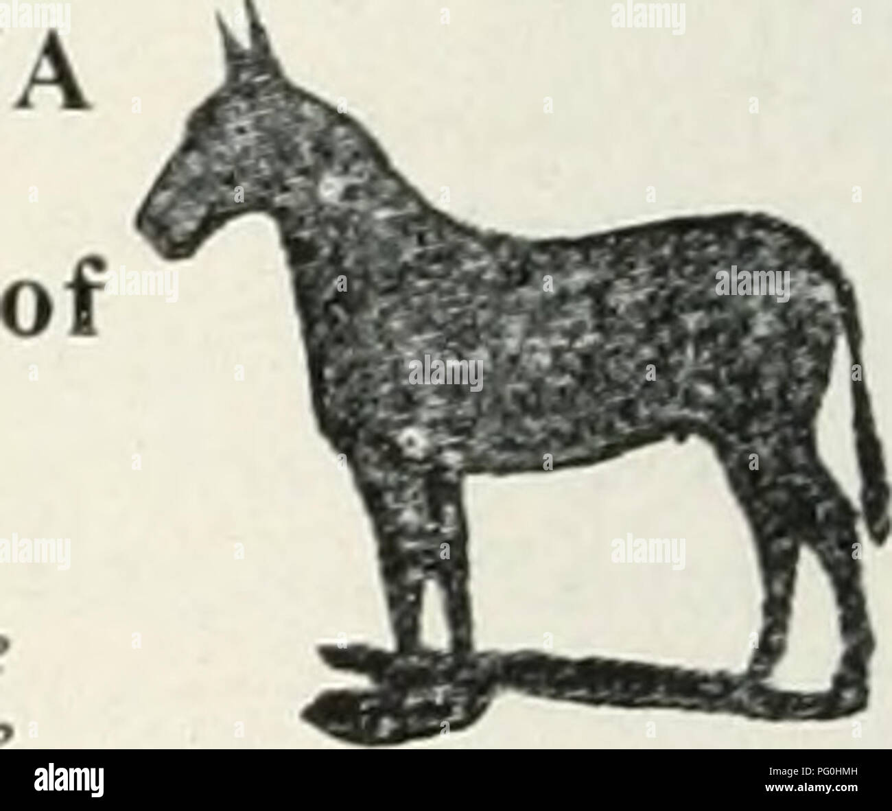 . The Cuba review. 40 THE CUBA REVIEW H AV A N A FRED WOLFE 151 CALZADA DE VIVES, HAVANA Caiu.e, &quot;Woi.fi:&quot; Negociante en Todas Clases Dealer in all Classes de Ganado Live Stock Especialmente en Mulos Especially in Mules Ahvays on haiui Large Stock of All Classes of Mules—All Mules Sold Are Guaranteed as Represented—Can Furnish Any Number Desired on Short Notice. F. lUIZ ^ BEOS. Engrc ;)ers — h 7/?p stationery Oiiispo 22 P. 0. Box 608 HAVANA , CUBA S S= CONNELL &amp; SON SUGAR BROKERS Established 1836, at 105 Wall St. r.ablo A(idrc'ss, &quot;Tide, New York&quot; ENTUCKY JACK AND PERCH Stock Photo