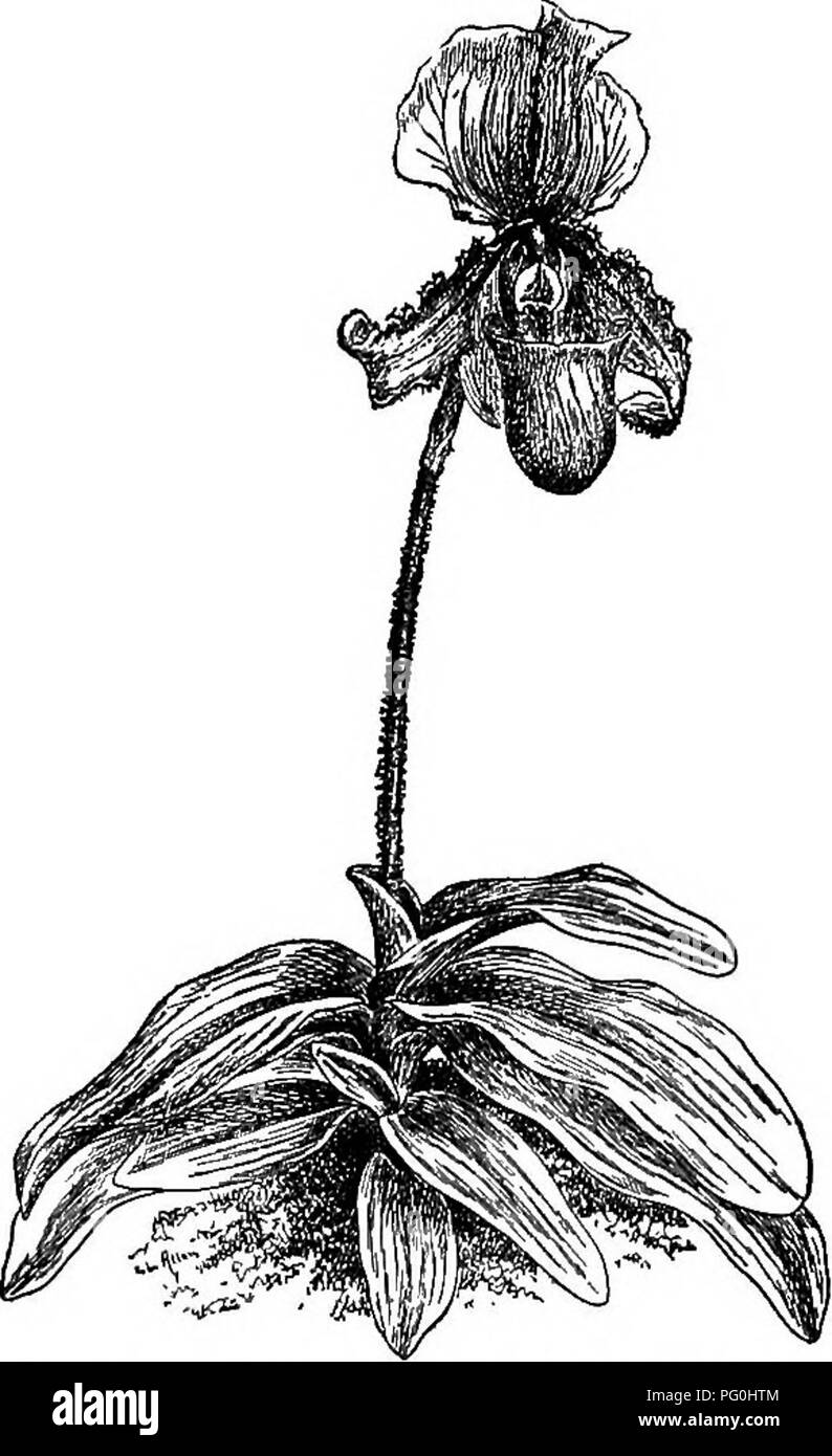 . Cyclopedia of American horticulture, comprising suggestions for cultivation of horticultural plants, descriptions of the species of fruits, vegetables, flowers, and ornamental plants sold in the United States and Canada, together with geographical and biographical sketches. Gardening. 651. Cypripedium Lathamianum (X %). Hybrid. (See supplementary list.) batum X villosum. — fl&quot;. Ballantine = purpuratum X Pairie- anum. — Sephcestus = callosum X ? — Robsonii = Lawrence- anum (pistillate) X Philippense. A. P. 14:1094. Gng. 7:242.— Somianum = Spicerianum X superbiens. — Hurrellianum 652. Cyp Stock Photo
