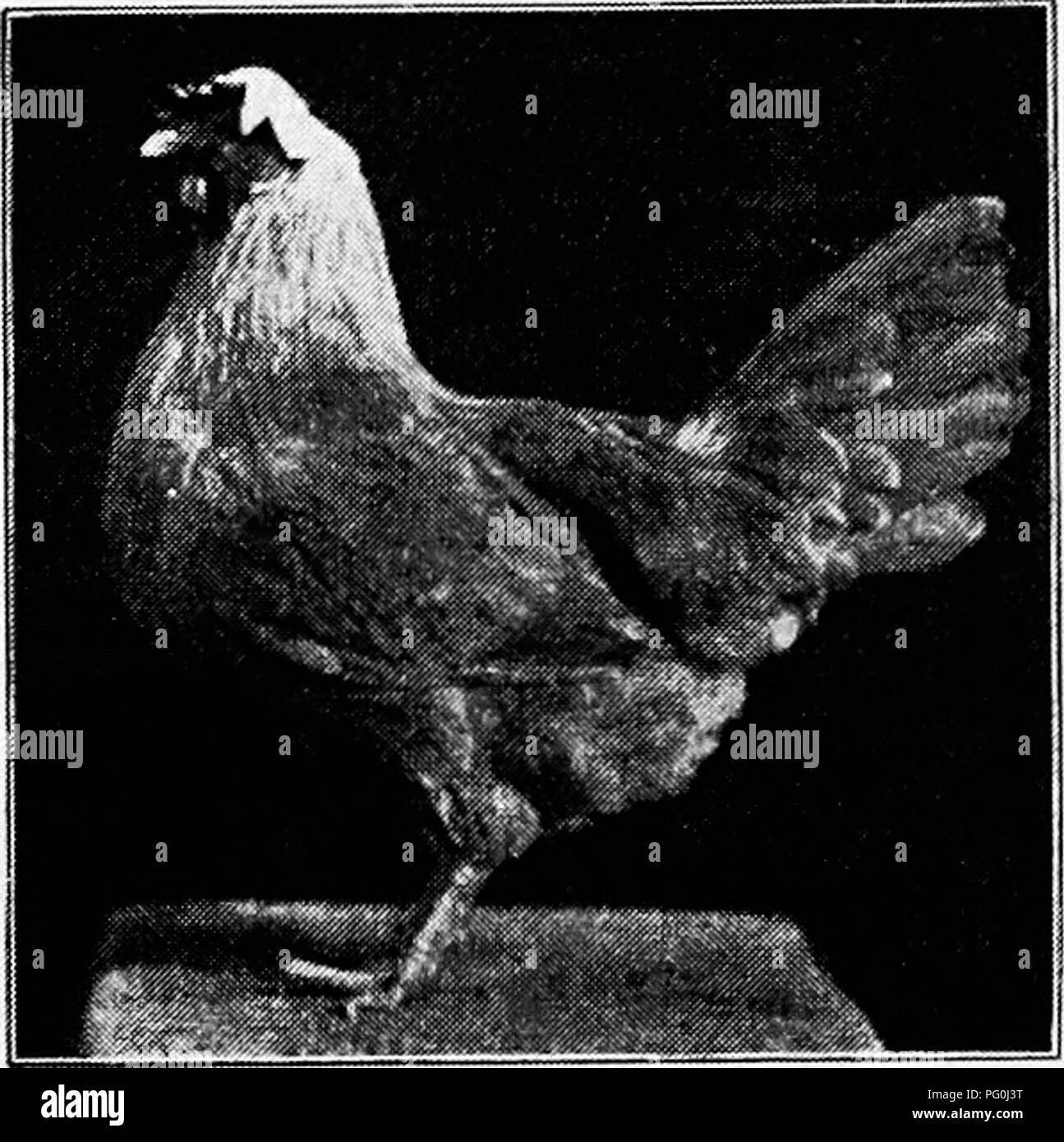 . Principles and practice of poultry culture . Poultry. 53° POULTRY CULTURE. Fig. 563. Single-Combed Buff Leghorn hen; a nice specimen ^ in black fowls and in black plumage in all fowls is often due to poor con- dition when the plumage is growing, — a point to be considered with due allowance when birds are being se- lected for breeders. The fault is most conspicuous and rnost serious when it appears in the flight feathers of the wings. If found here in con- siderable amount in birds of a stock which has been quite free from it, the presumption is always that the bird was a little out of condi Stock Photo