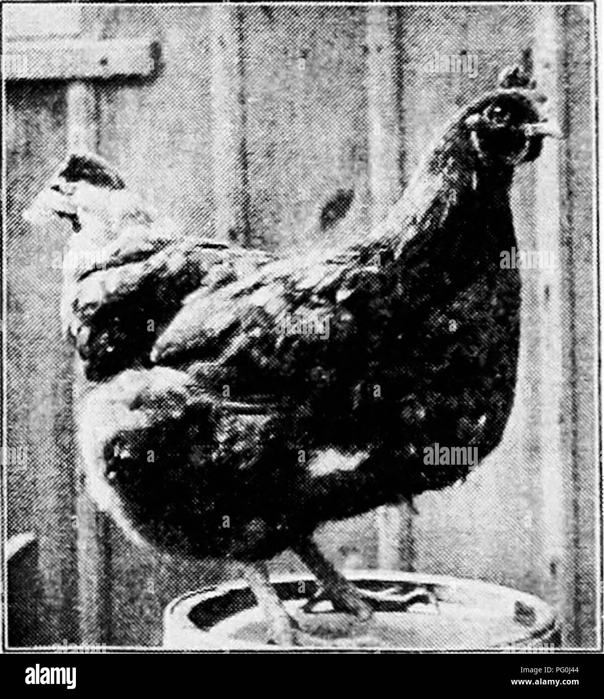 . Principles and practice of poultry culture . Poultry. Fig. 557. Single-Combed Rhode Island Red pullet Fig. 558. Single-Combed Rhode Island Red hen^ ^ Some of the most careful breeders and expert exhibitors of black fowls say that white can always be found in a black fowl if the examination is thorough. A breeder of Black Leghorns and judge of many black varieties, who had had over twenty years' experience with them, once told me that no matter how carefully a black fowl was examined for white, and faulty feathers removed, he could always go back and find another. ^ Photograph from owner, Fra Stock Photo