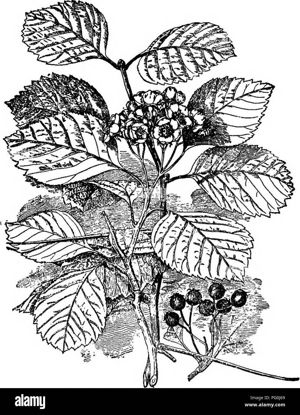 . Cyclopedia of American horticulture, comprising suggestions for cultivation of horticultural plants, descriptions of the species of fruits, vegetables, flowers, and ornamental plants sold in the United States and Canada, together with geographical and biographical sketches. Gardening. 576. Crataegus punctata. lous; fls. fragrant; calyx-teeth glandular-serrate : fr. % in. in diam. May, June. Quebec to Va., west to Mo. and Dak. S.S. 4:181. B.R. 22:1912. L.B.C. 11:1012 (as G. glandulosa). A.G. 11:509. —Sometimes cultivated under the name of C. Douglasi. Var. suocultota, Behd. (C. succuUnta, Sch Stock Photo