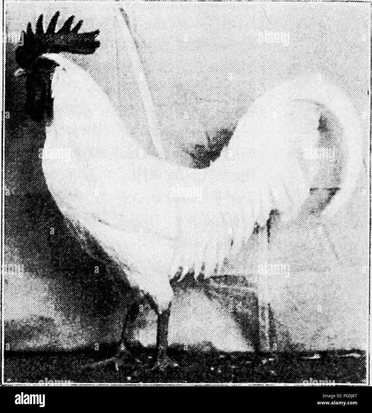 . Principles and practice of poultry culture . Poultry. 522 POULTRY CULTURE. Fig. 542. Single-Combed White Leghorn cockerel popular, crosses with both Light Brahmas and Silver- Penciled Wyandottes were made to strengthen the black color. The variety was largely in the hands of breeders not familiar with the behavior of the colors in the pattern. Most of them continue popular is uncertain. Extensive black striping in white backs cannot be se- cured without more black than is desirable in other white sections. The general tendency in the development of color patterns in fowls is to clean color i Stock Photo