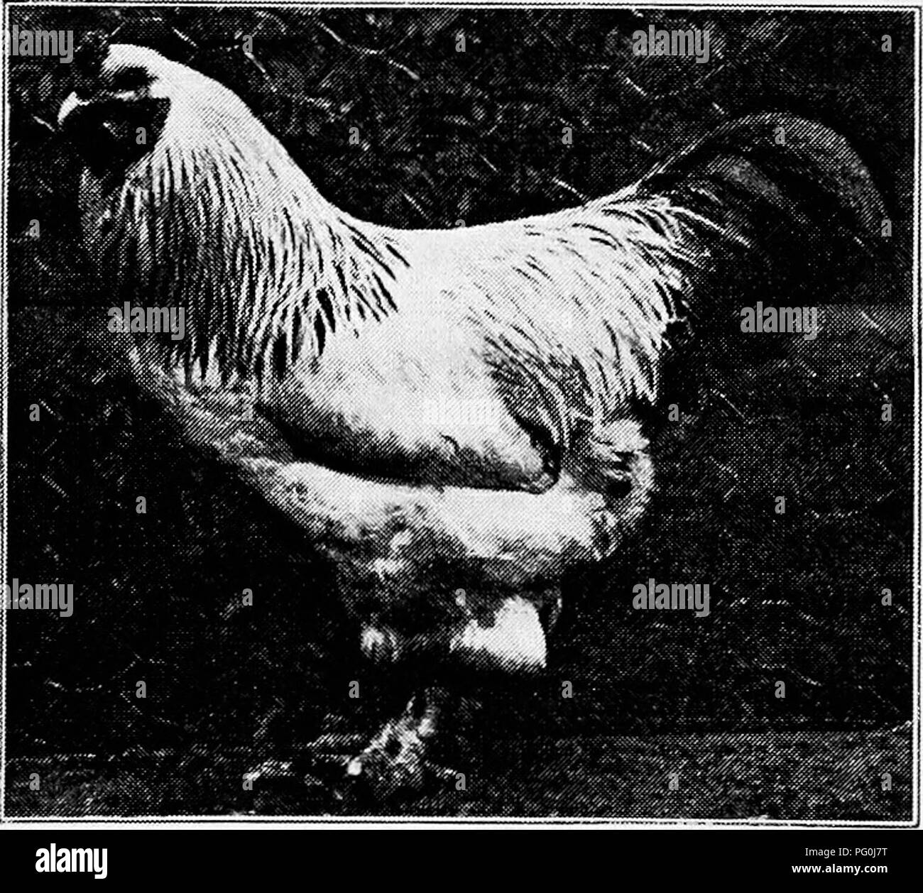 . Principles and practice of poultry culture . Poultry. F&quot;^' 537- Light Brahma cockerel, owned by H. B. Robinson, Reading, Massachusetts. Fig. 538. Same as Fig. 537. Note how the pose changes the apparent shape. Please note that these images are extracted from scanned page images that may have been digitally enhanced for readability - coloration and appearance of these illustrations may not perfectly resemble the original work.. Robinson, John H. (John Henry), 1863-1935. Boston ; New York : Ginn and Company Stock Photo