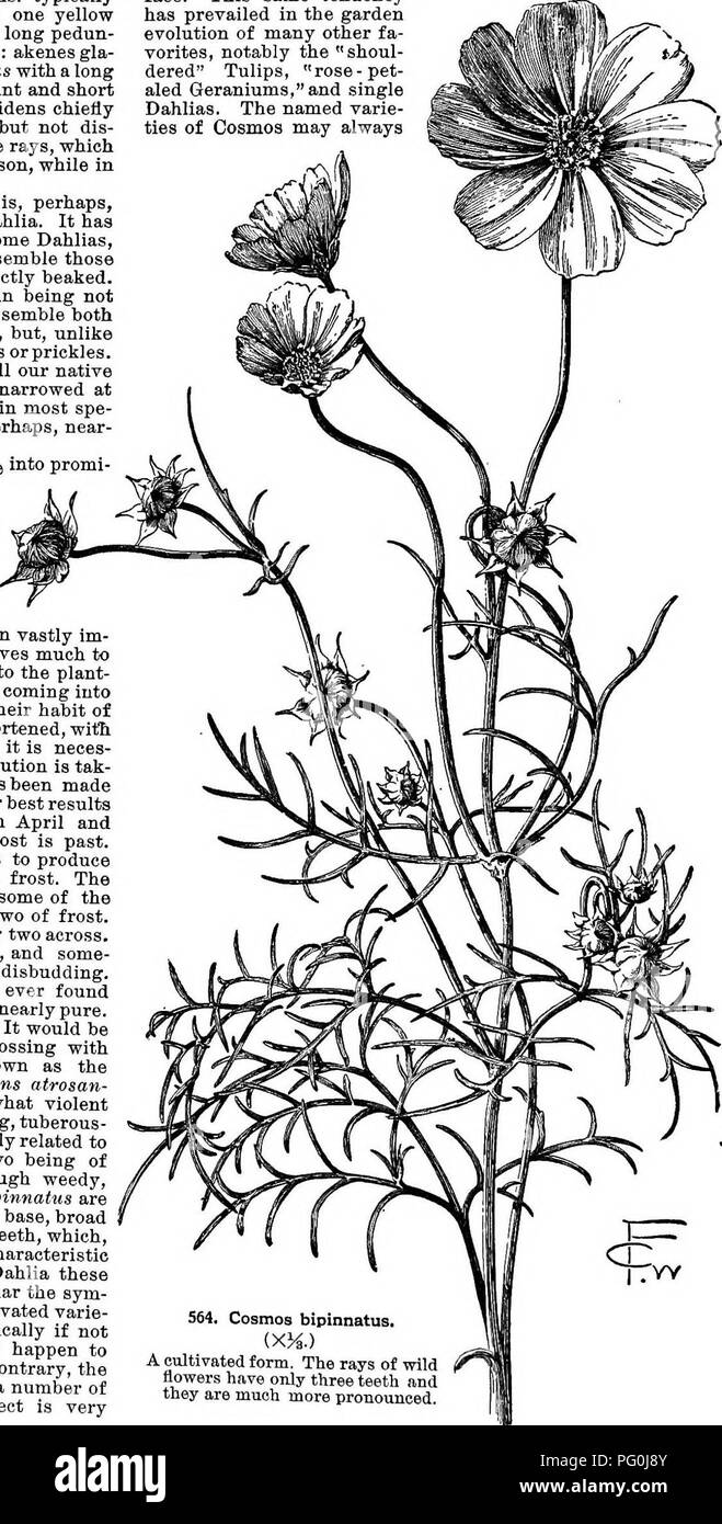 The seeds of cosmos Black and White Stock Photos & Images - Alamy