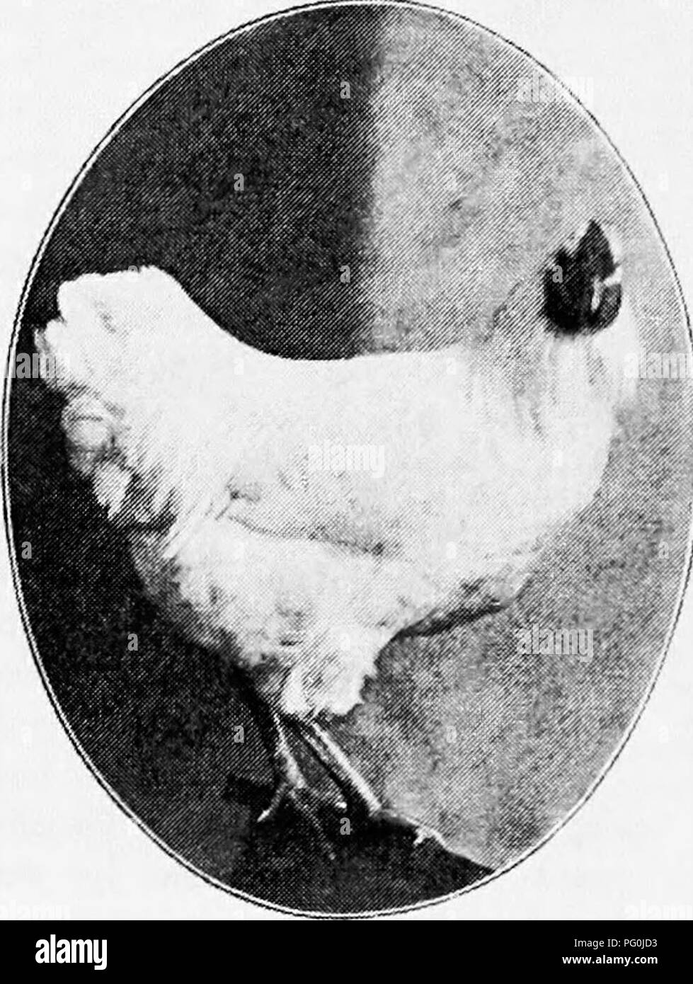 . Principles and practice of poultry culture . Poultry. 502 POULTRY CULTURE In selecting birds for breeding, the touch as well as by the eye. He should. Fig. 499. Young White Wyandotte cockerel. (Photograph from owner, A. G. Duston, South Framingham, Massachusetts) In ducks, geese, and turkeys there is comnmon faults are lack of breadth and poultry breeder should judge shape by handle the birds, lifting them with the keel across his palm so that his fin- gers on one side and thumb on the other give him at once the measure of development of meat on the body. With a little practice the sense of  Stock Photo