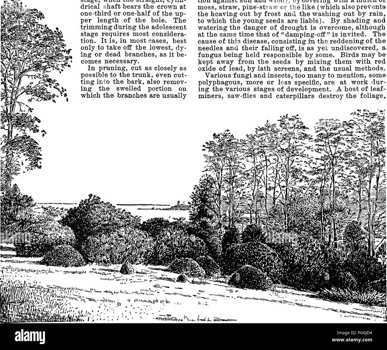 . Cyclopedia of American horticulture, comprising suggestions for cultivation of horticultural plants, descriptions of the species of fruits, vegetables, flowers, and ornamental plants sold in the United States and Canada, together with geographical and biographical sketches. Gardening. 535. Pyramidal evergreens. Junipers. Trimming off a few tiers of lower branches, loosening the soil as far as the ambitus of the crown, and mulch- ing will largely correct this. When used for hedges, the treatment is, of course, different. For such a purpose the shade-enduring species, spruces and hemlocks, are Stock Photo