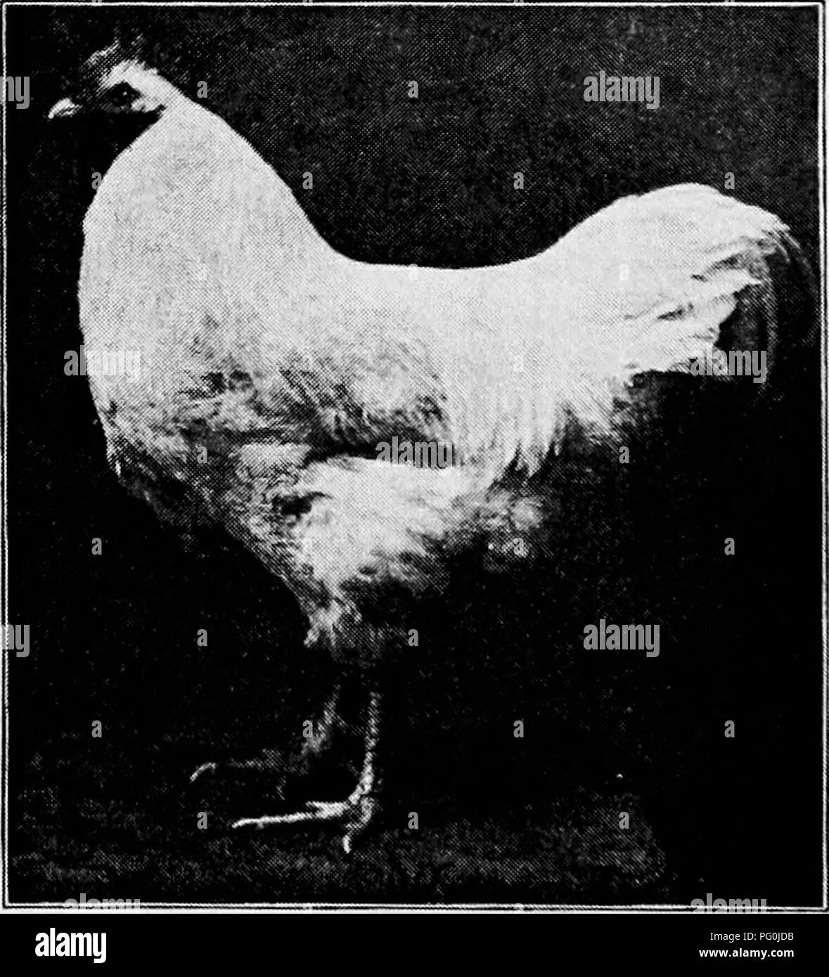 . Principles and practice of poultry culture . Poultry. Fig. 495. White Plymouth Rock hen (Photograph from owner, Rockandotte Farm, Southboro, Massachusetts) breeds nearly the same in size are arbitrary. It is no advantage to a Plymouth Rock to have a body a very little longer than that of a typical Wyandotte, or to weigh a little heavier; but the heavier fowl furnishes more meat (if the proportion of bone, offal, and edible meat are the same), and (other proportions being approximately the same) the longer-bodied fowl fur- nishes more of the preferred white meat than the other. This last is t Stock Photo