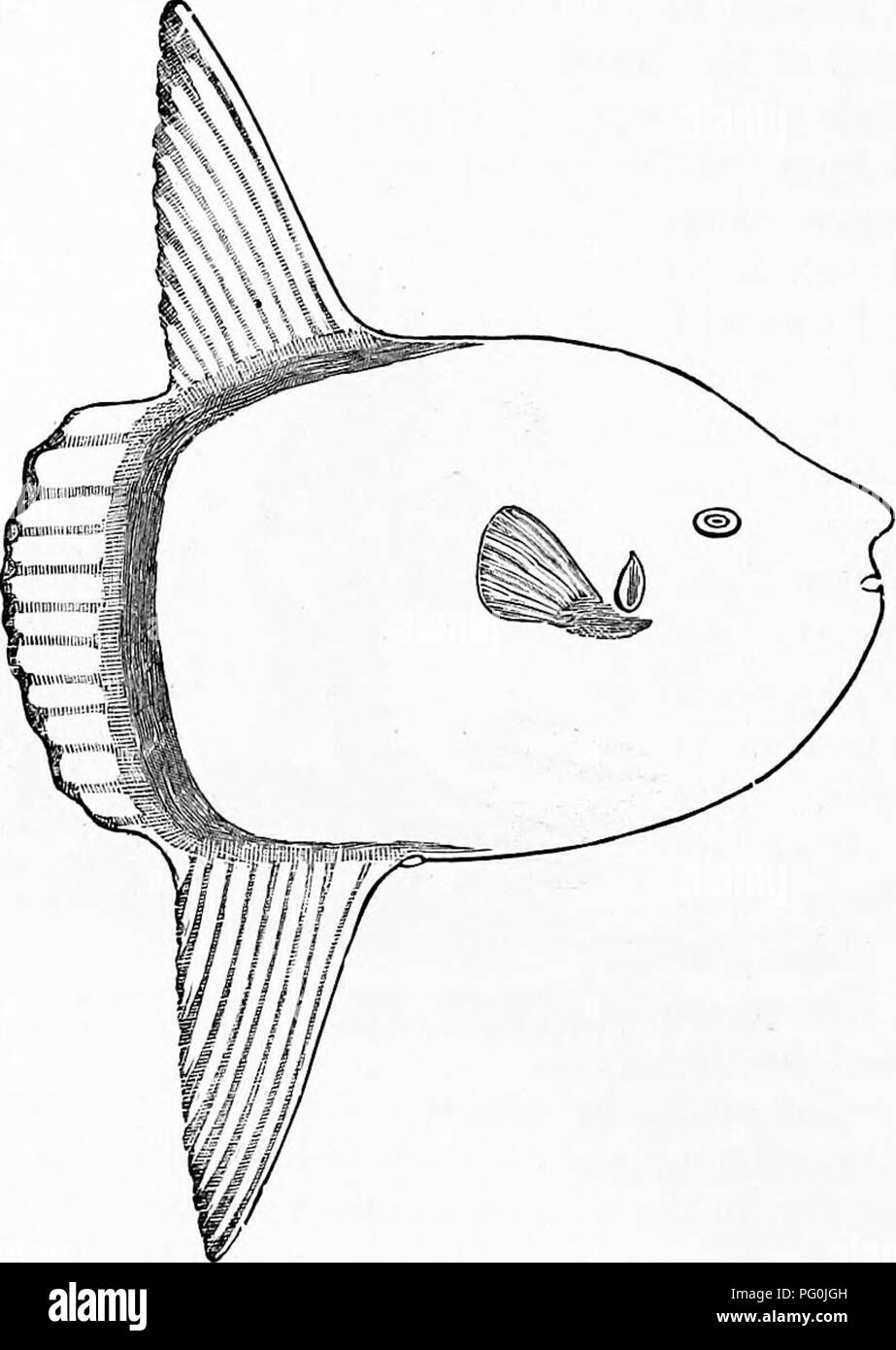 . Zoology : for students and general readers . Zoology. 4Ga ZOOLOGY. ventral fins are usually absent. They are inhabitants of warm waters. The trunk-fish or box-fish, Ladophrys irigofius Poey, is a West Indian fish ; one specimen has appeared at Holmes' Hole, Mass. The porcupine-fish {ChilicMliys turgidus Gill) and smooth pnfl'er (Tefrodon Iwvigaius Gill) and the spring box-fish {Chiloinycterun geo^netrictis Kaup). Fig. 426.—Sun-flsh, Mola rotunda, one eighteenth natural size.—After Putnam. range from Cape Cod to Florida. The sun-fish [Mola ro- tunda Cuvier, Fig. 435) is, like the others of th Stock Photo