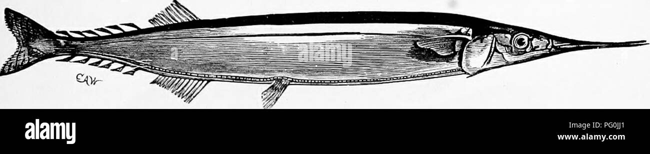 This zoological text explores the habits of various fish species ...